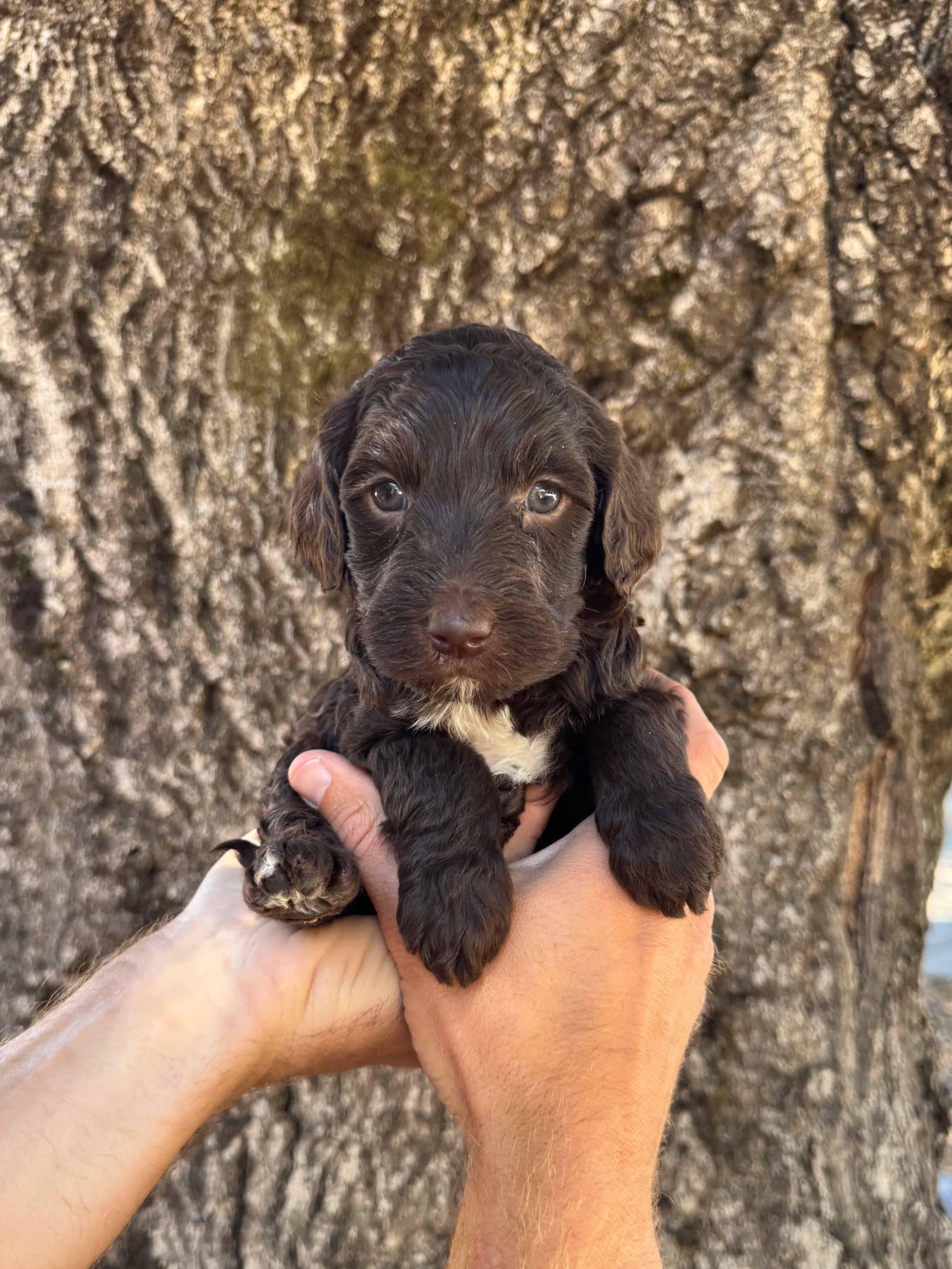 Pink Collar Female