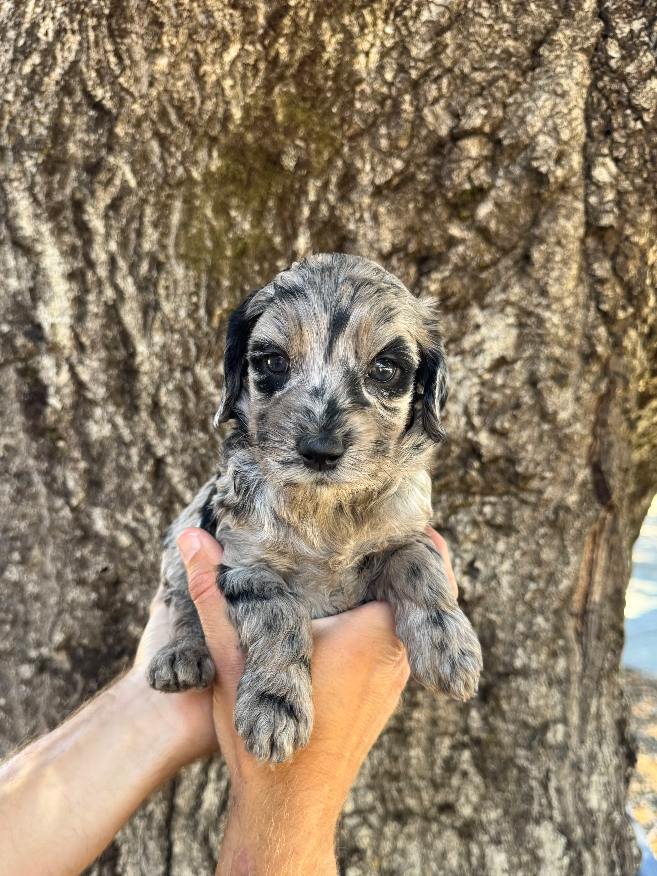 Turquoise Collar Female