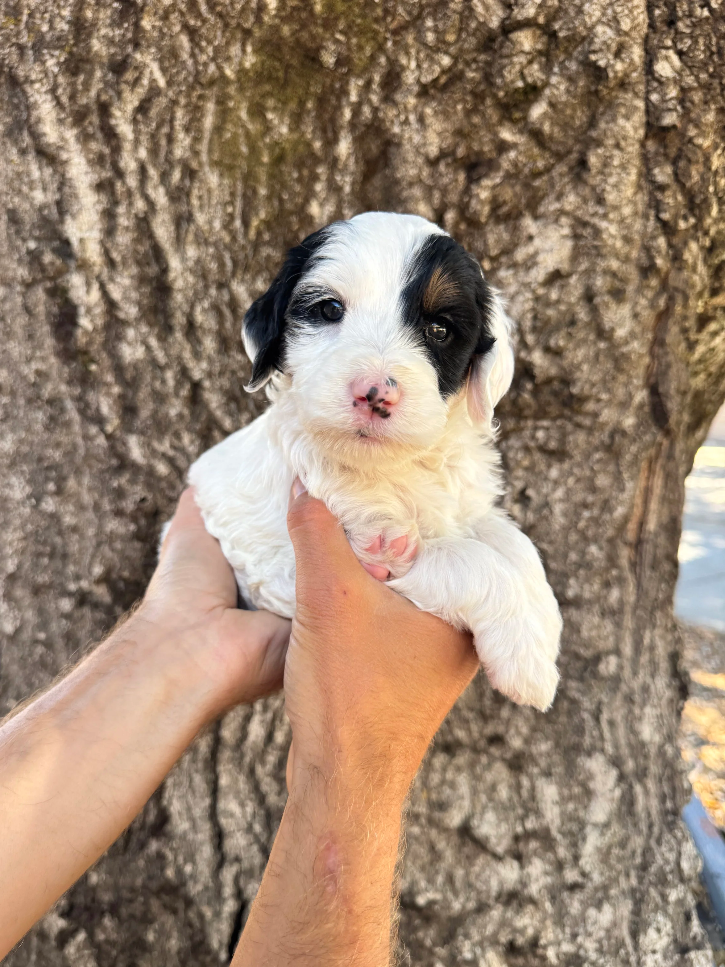 Silver Collar Female