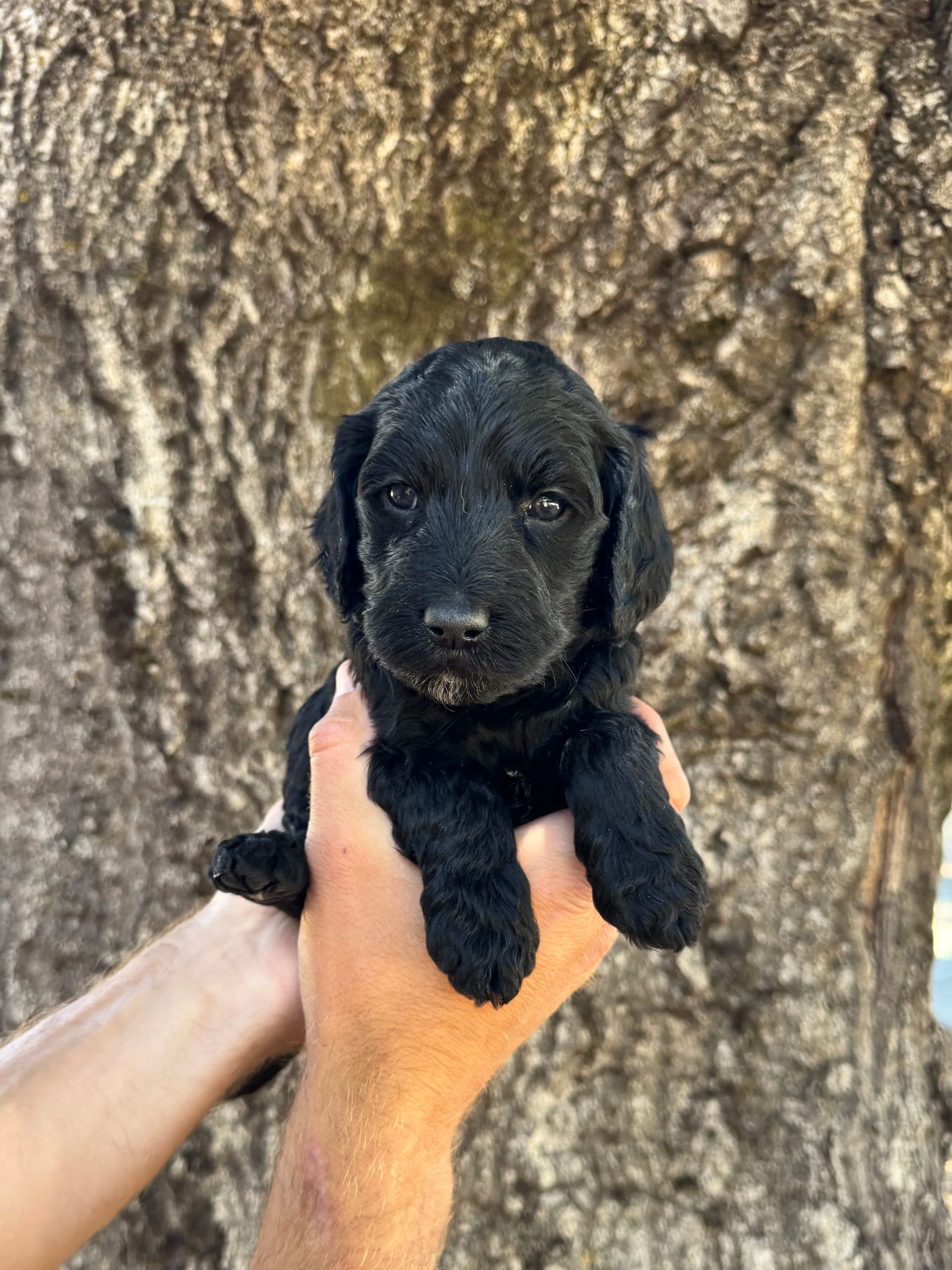 Yellow Collar Female
