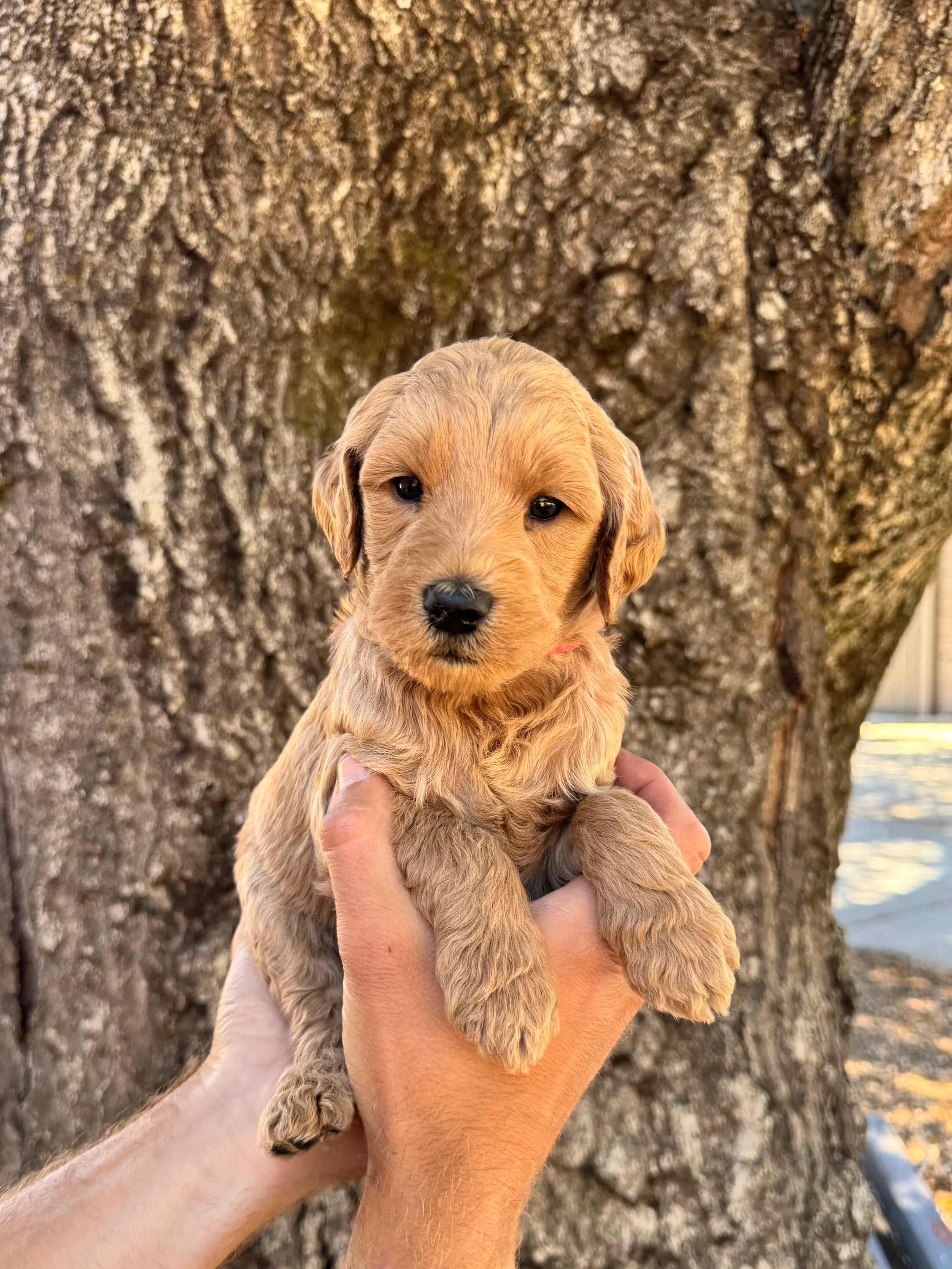 Red Collar Male