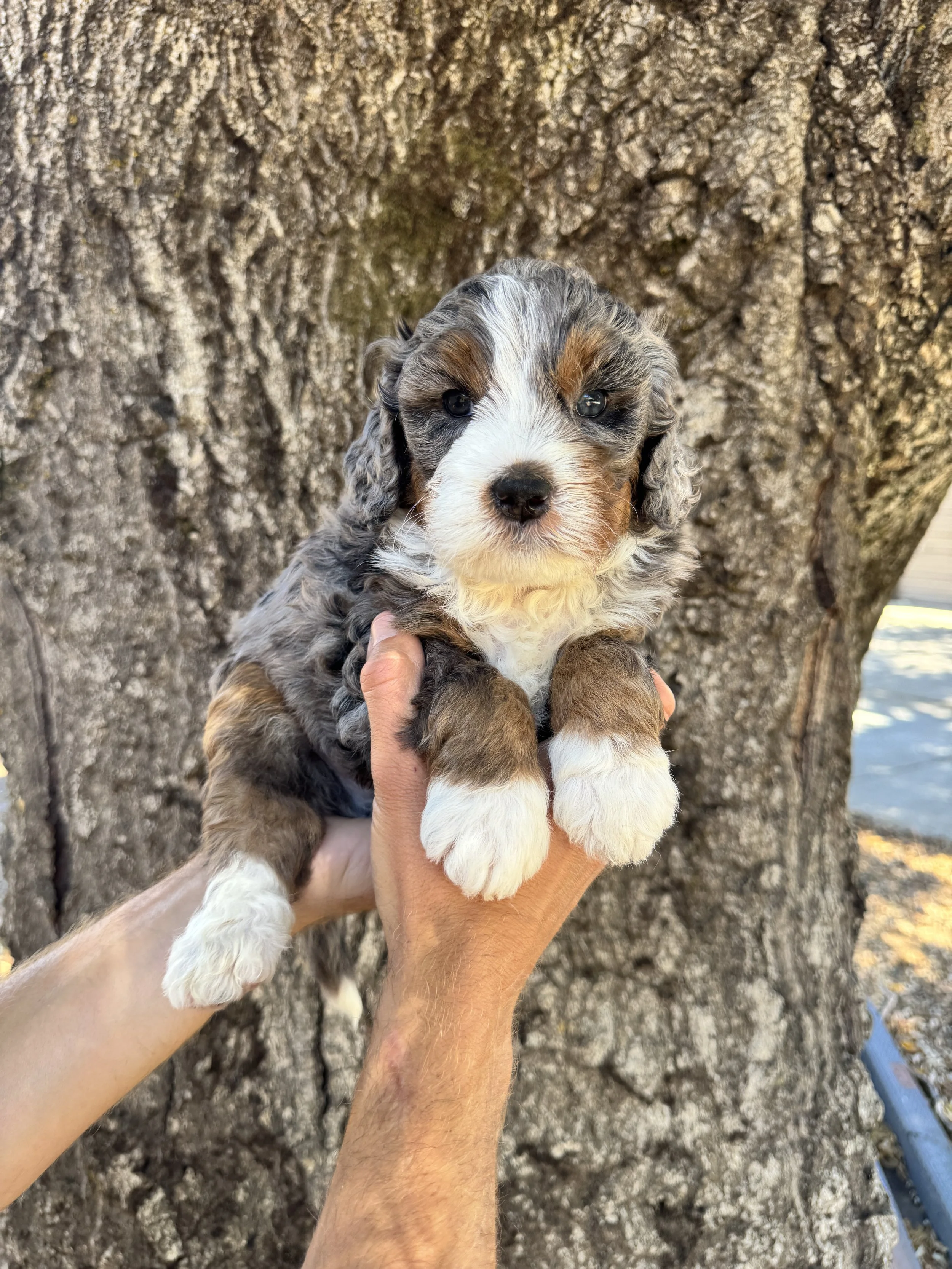Green Collar Male