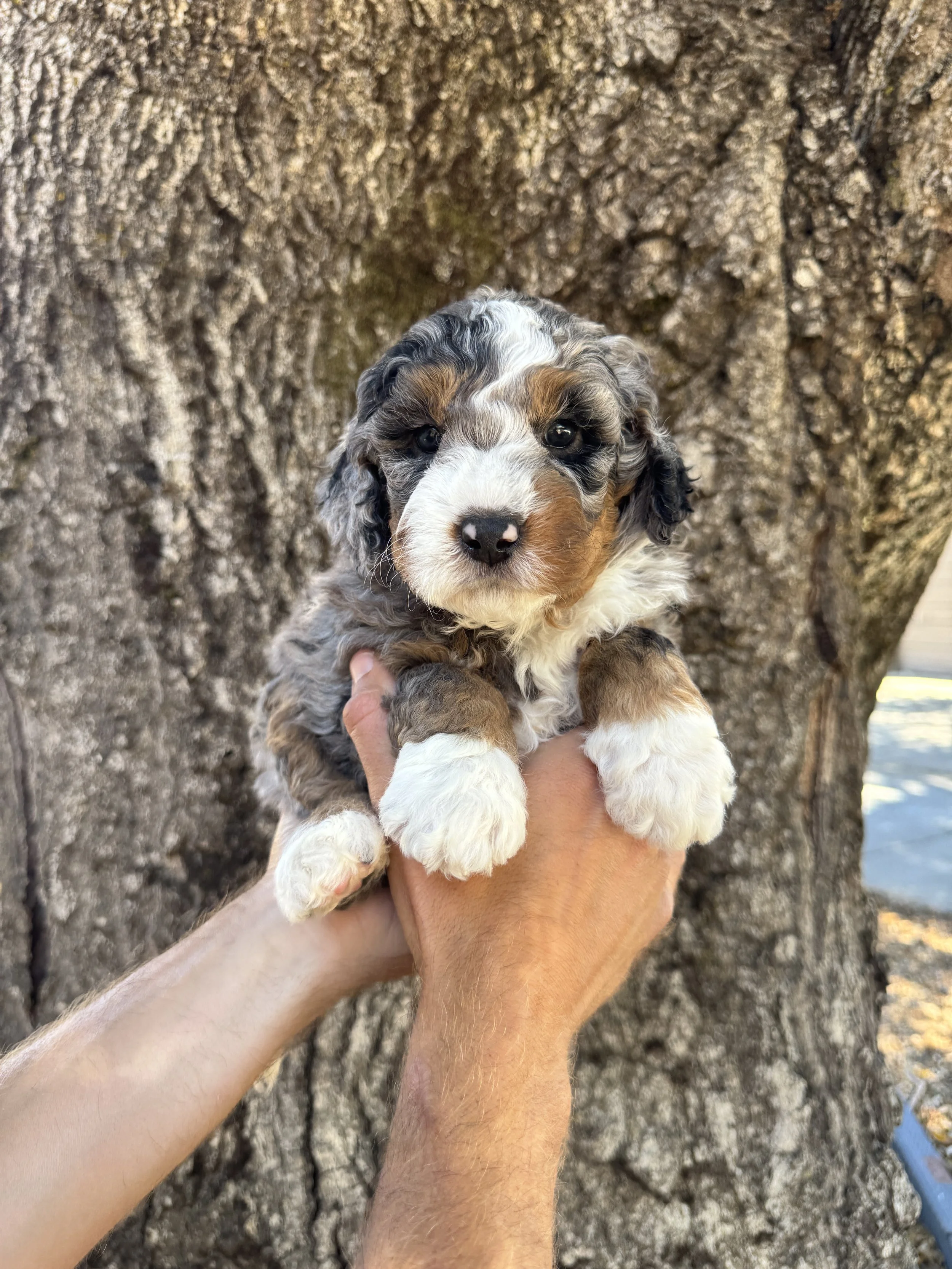Purple Collar Female