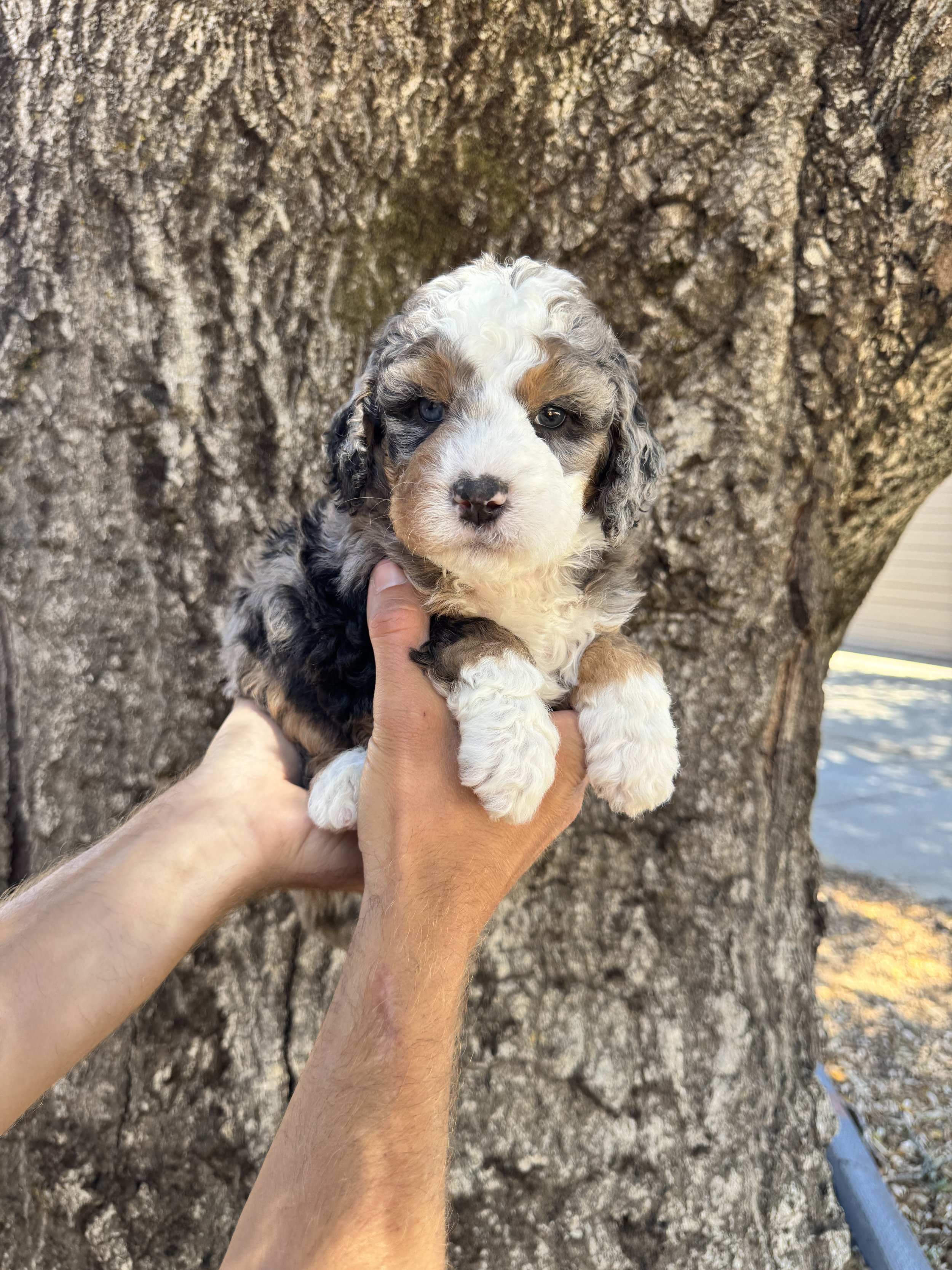 Pink Collar Female