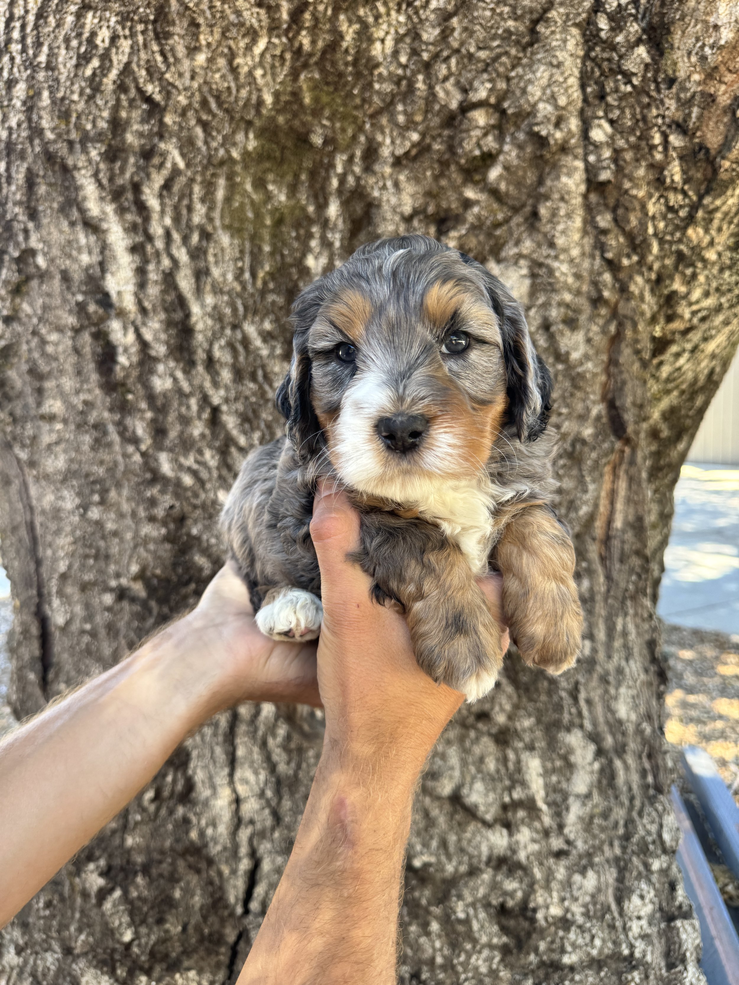 Gold Collar Male