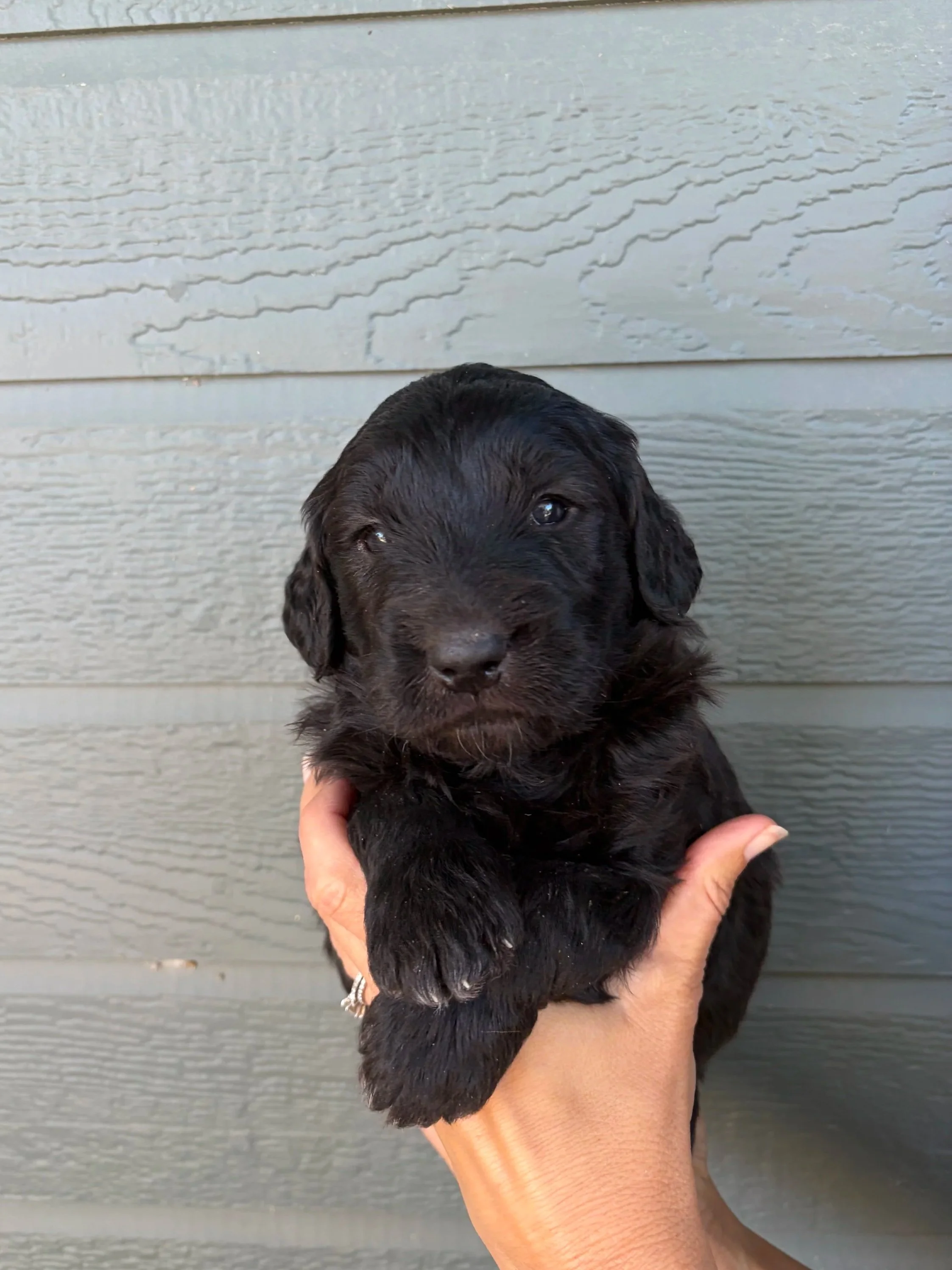 Gold Collar Female
