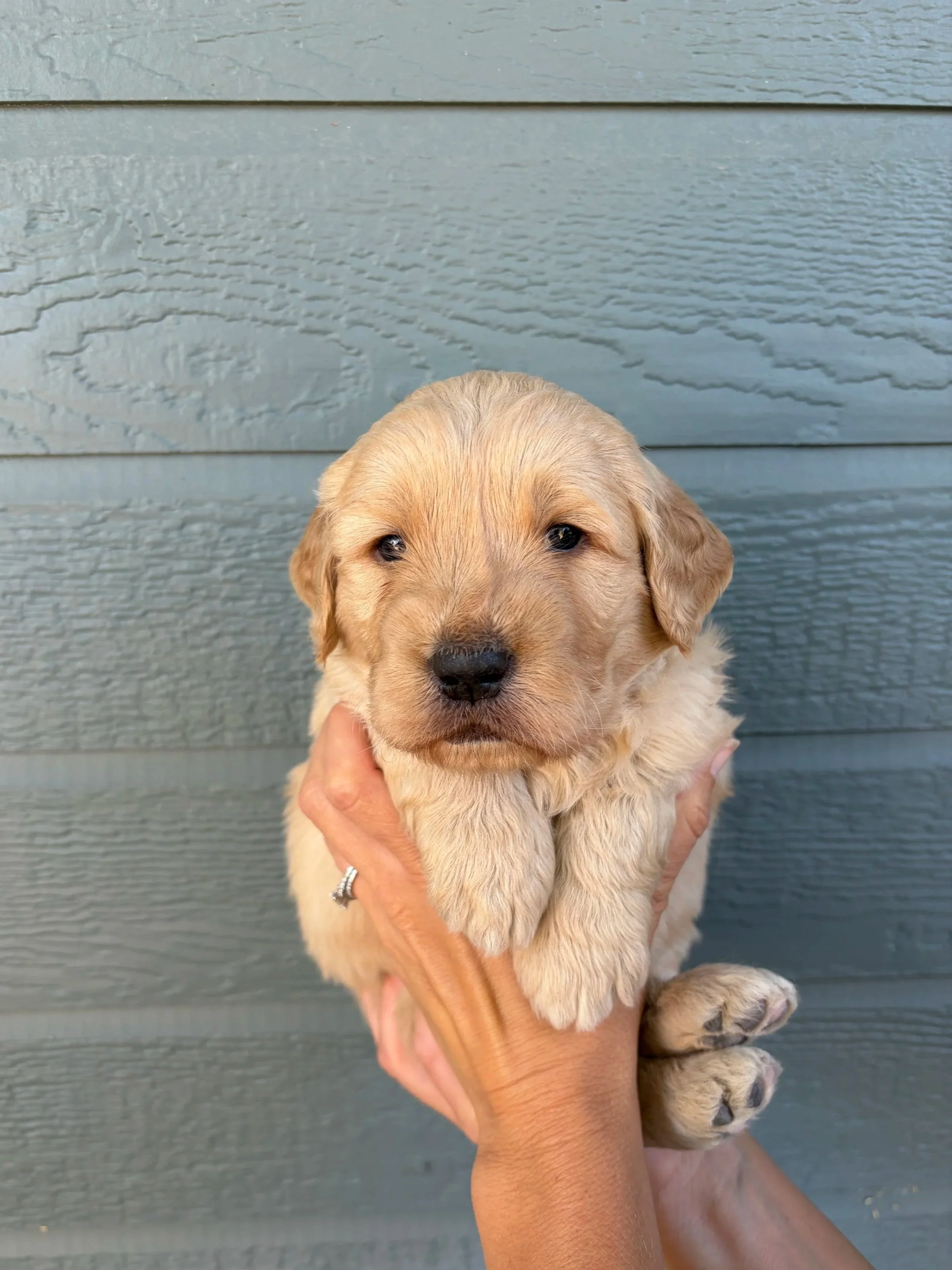 Turquoise Collar Female