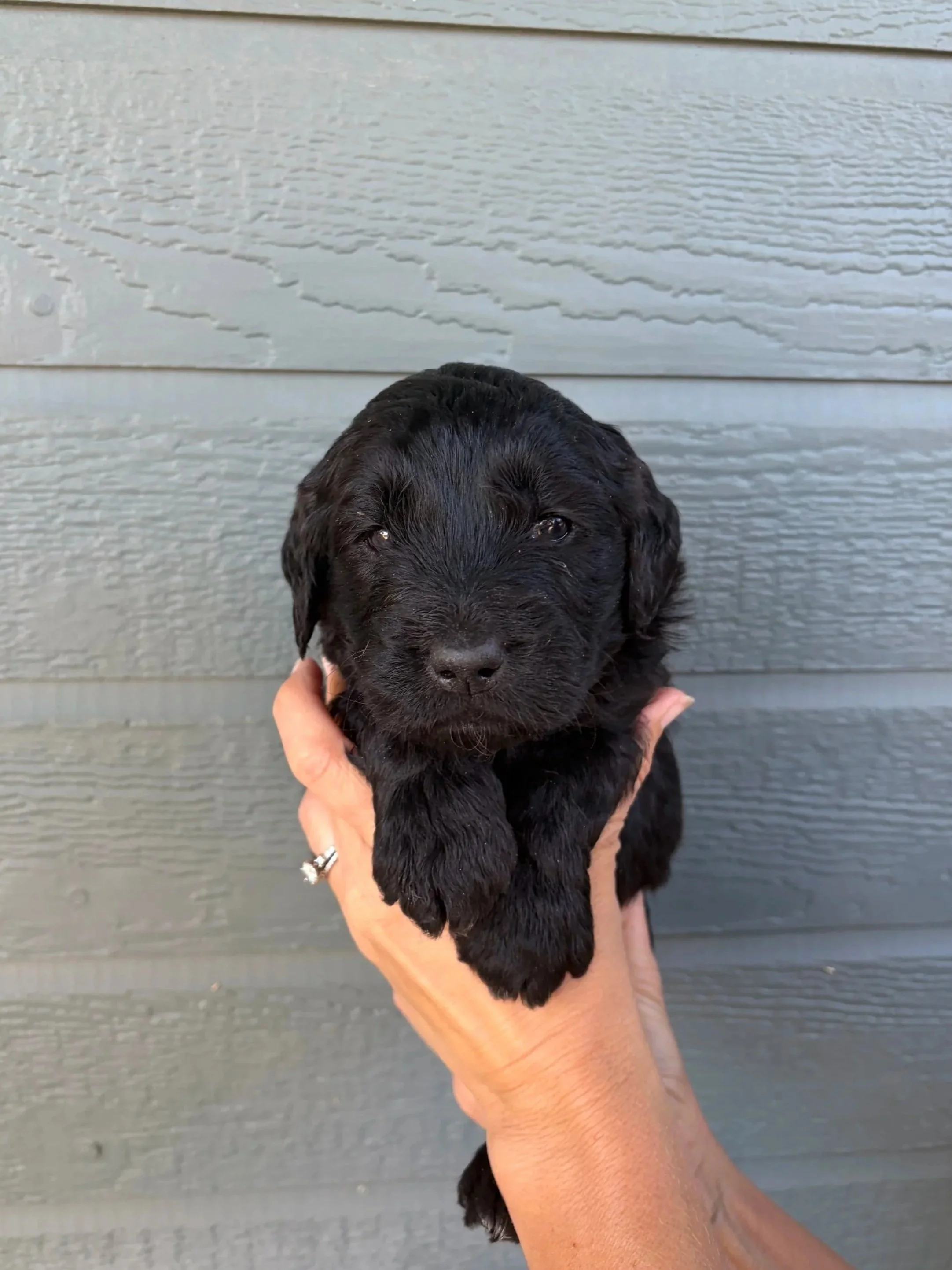 Silver Collar Female