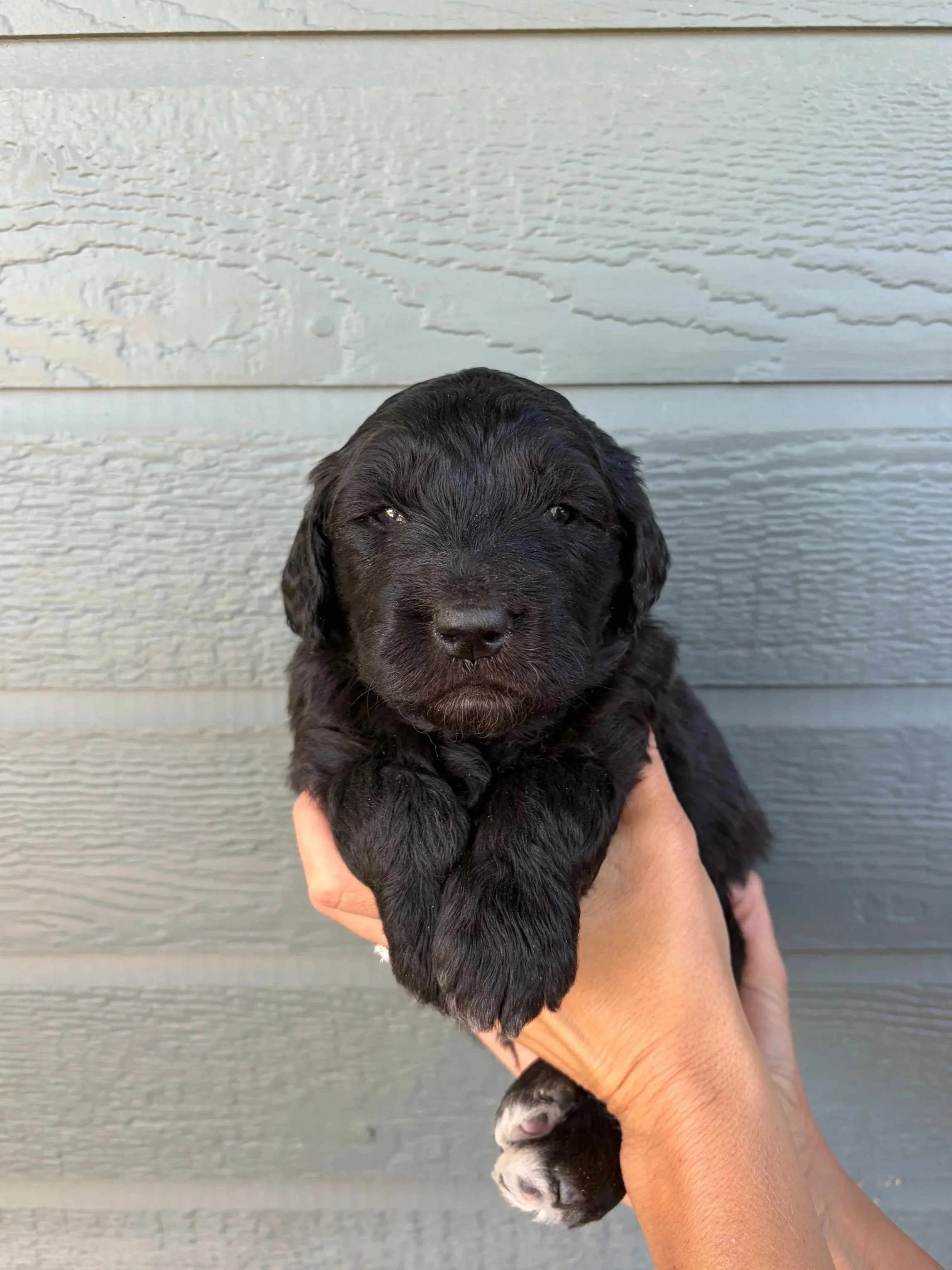 Purple Collar Female