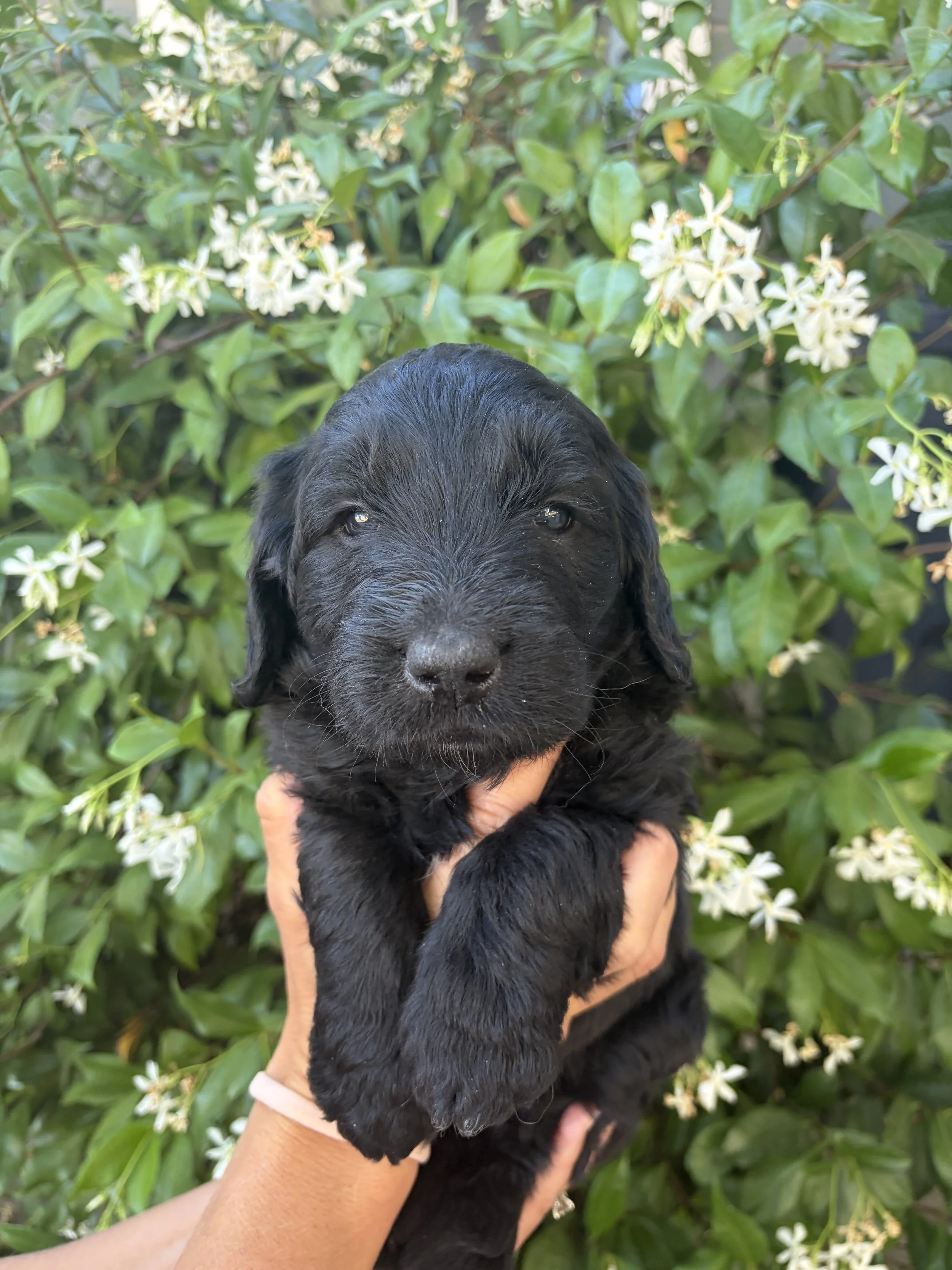 Silver Collar Female