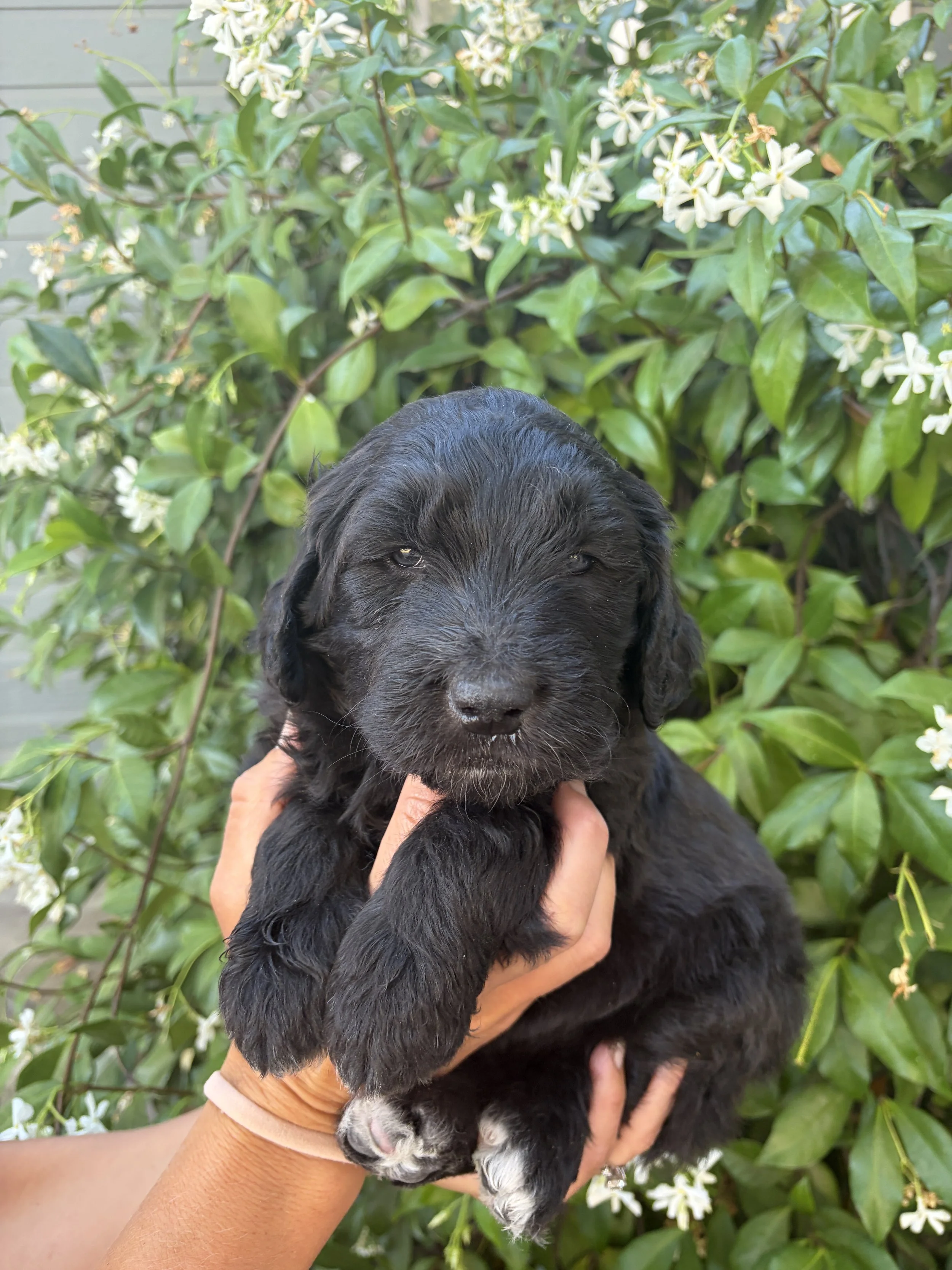 Purple Collar Female