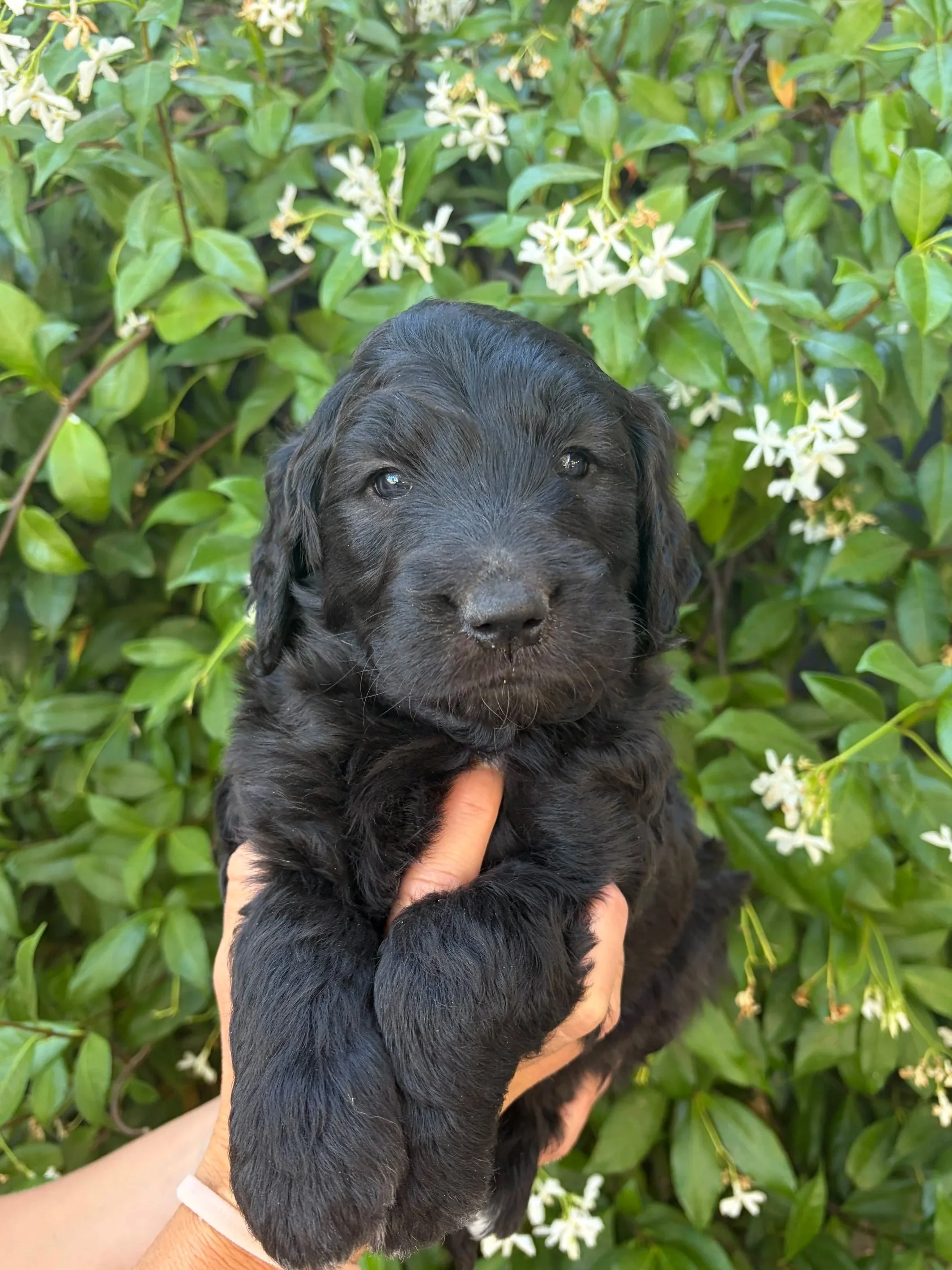 Gold Collar Female
