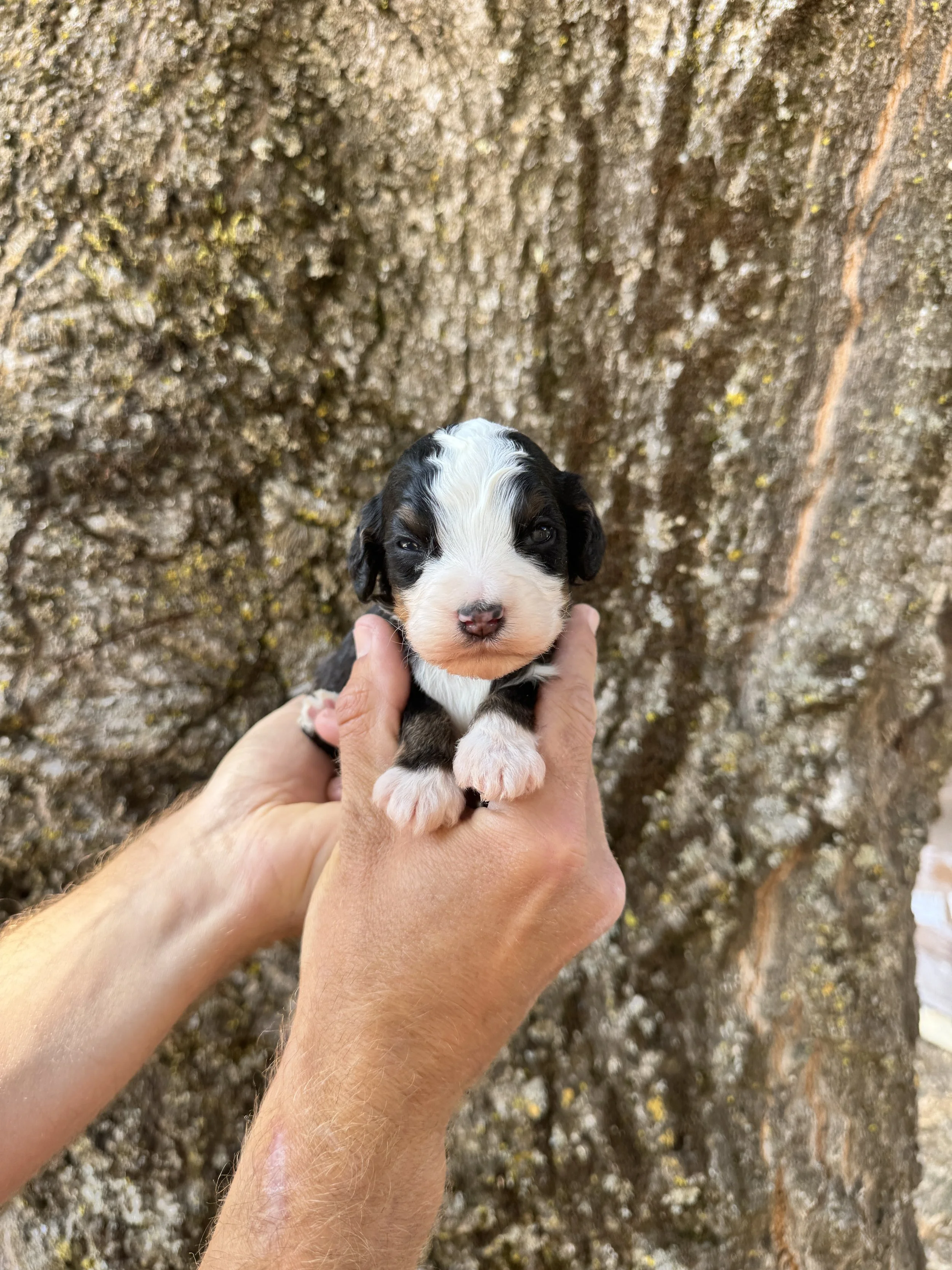 Gold Collar Male