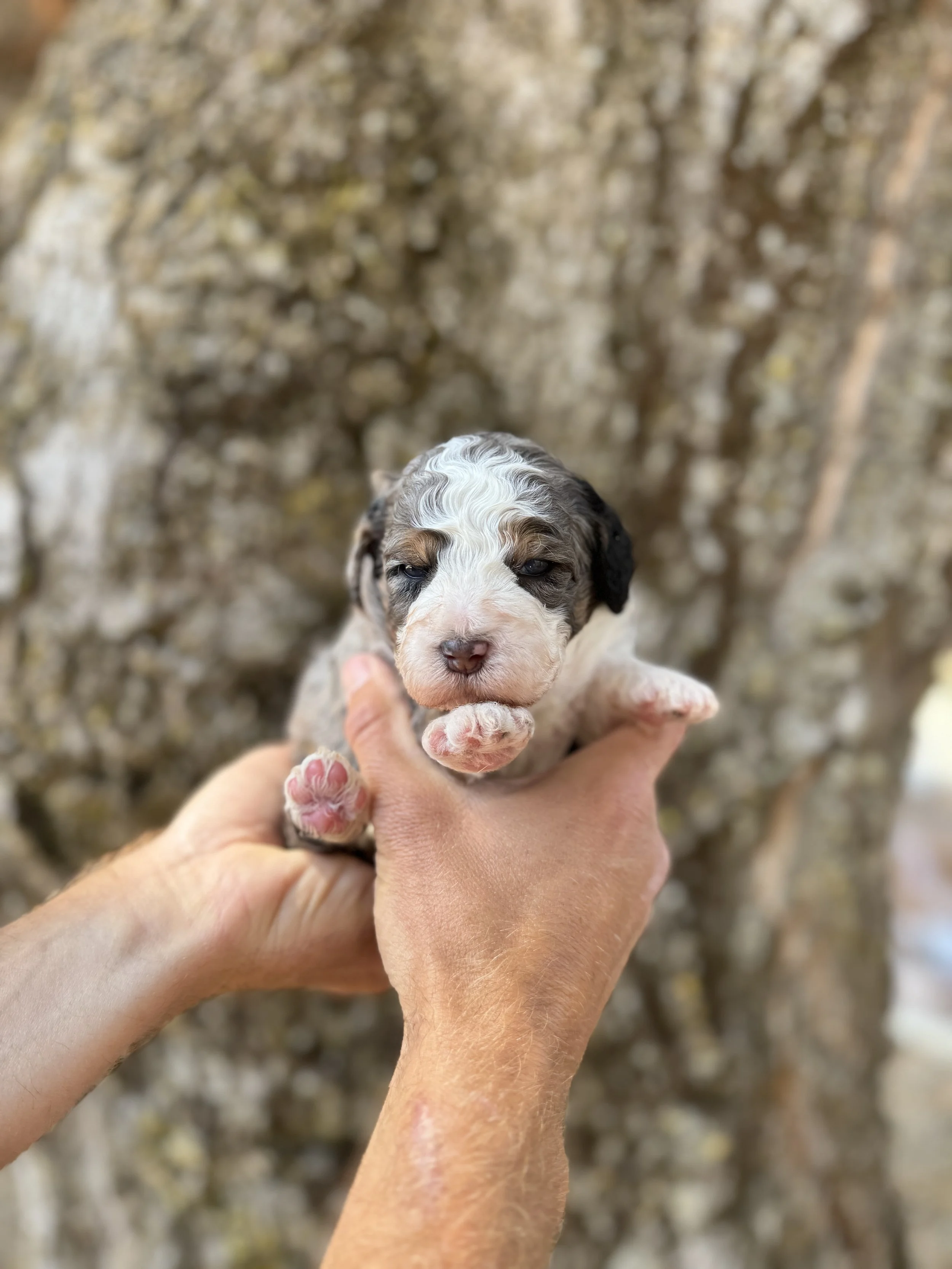 Red Collar Male