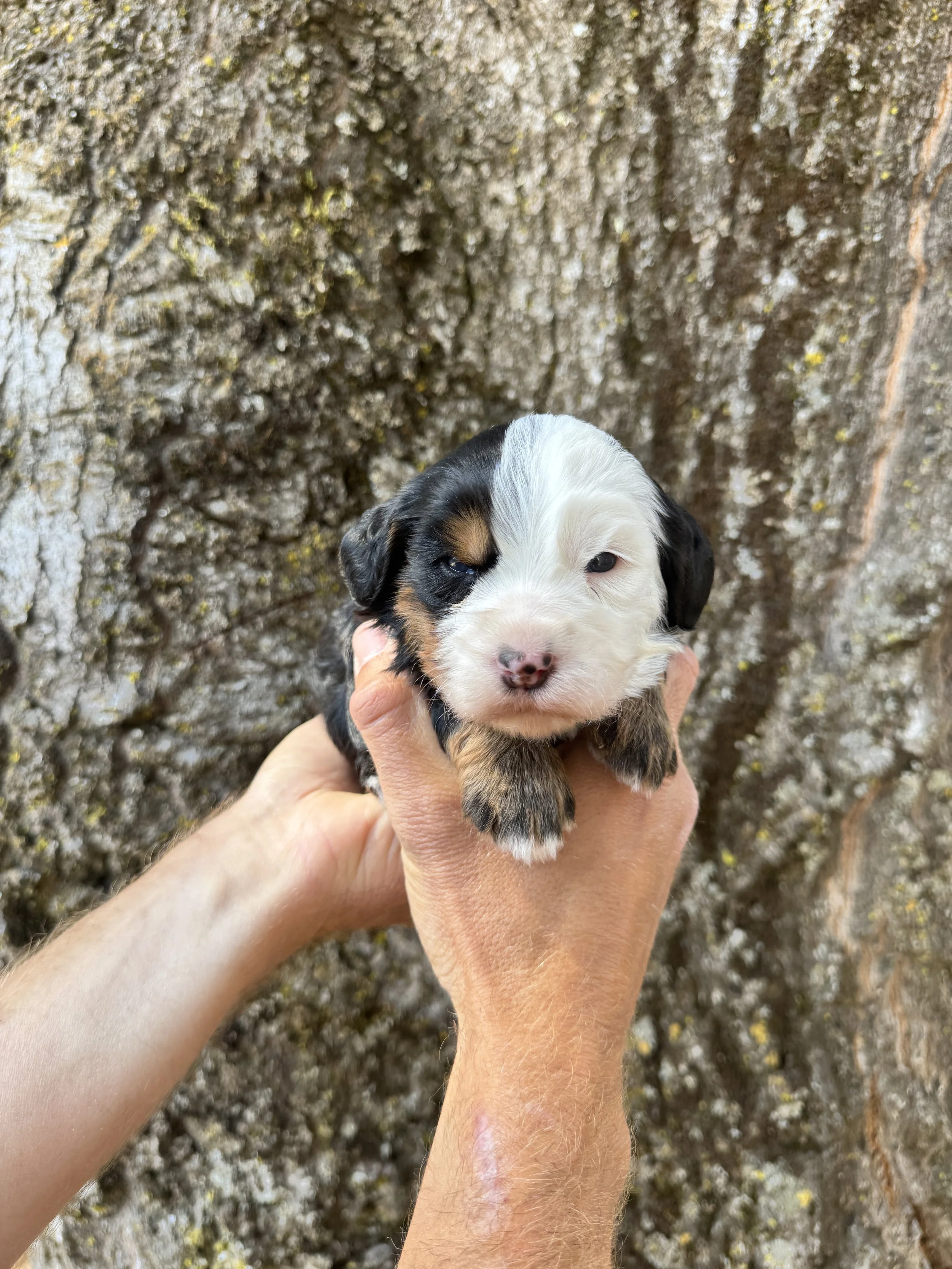 Silver Collar Female