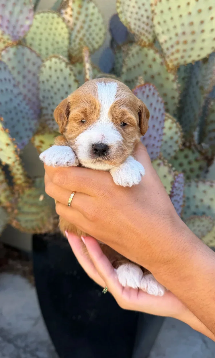 Orange Collar Male