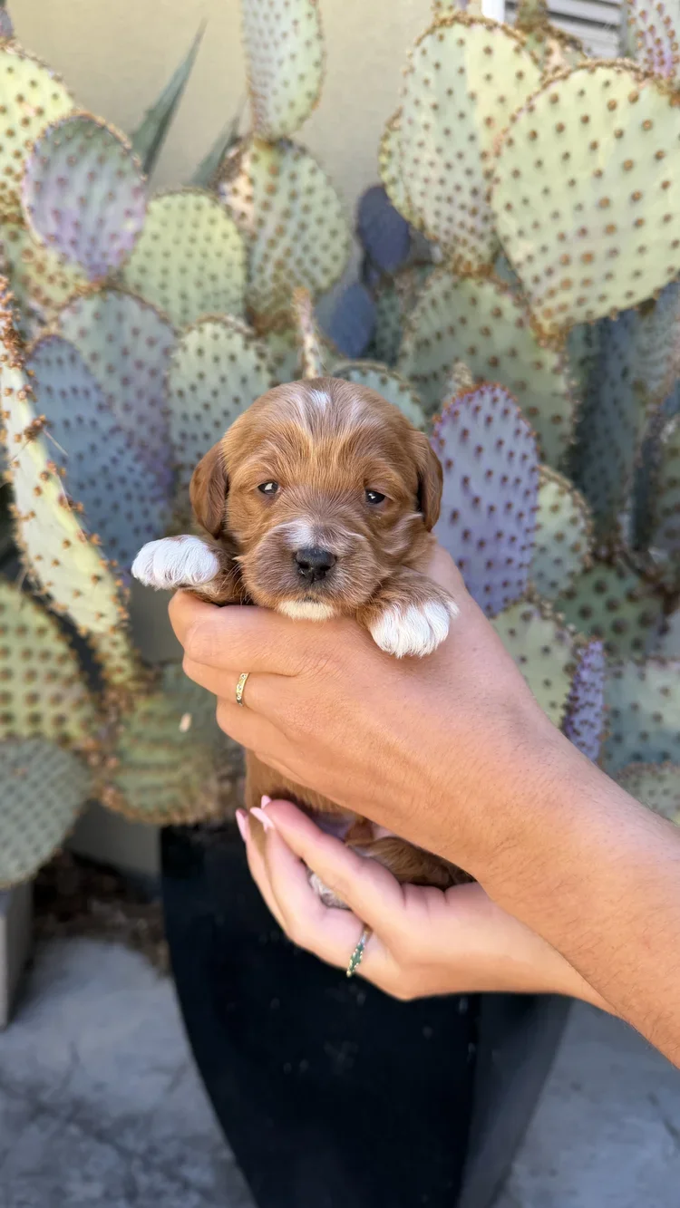 Green Collar Male