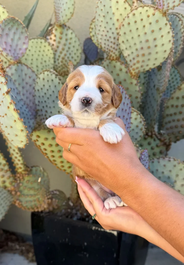 Purple Collar Female