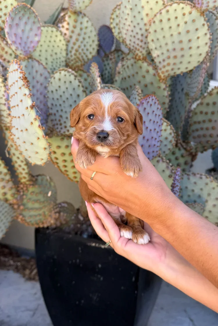 Pink Collar Female