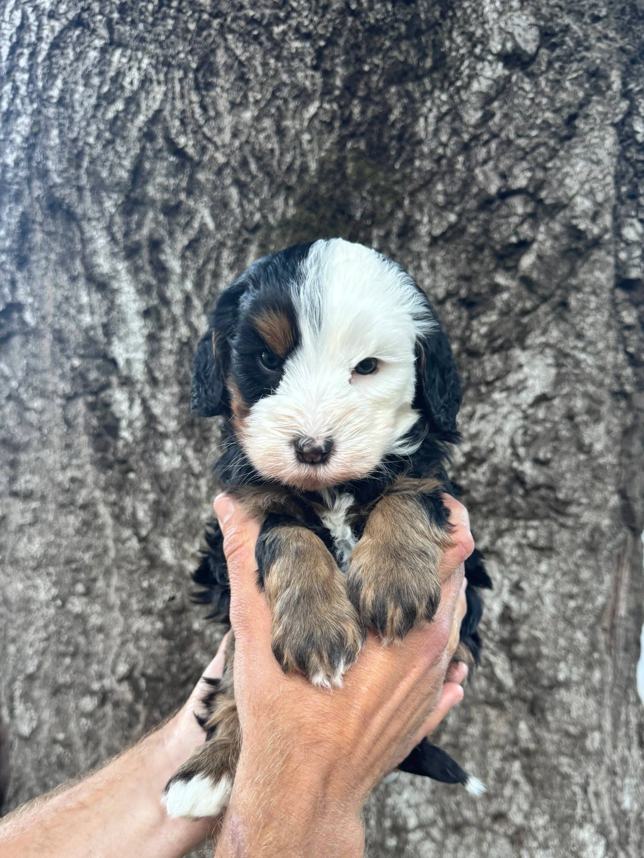 Silver Collar Female