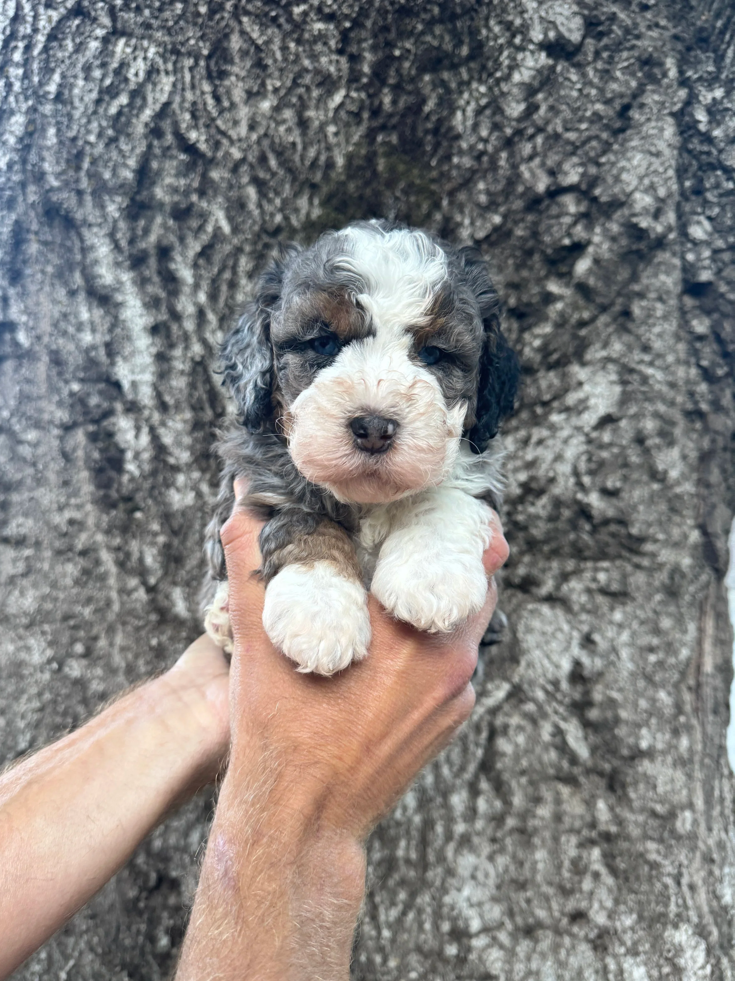 Red Collar Male