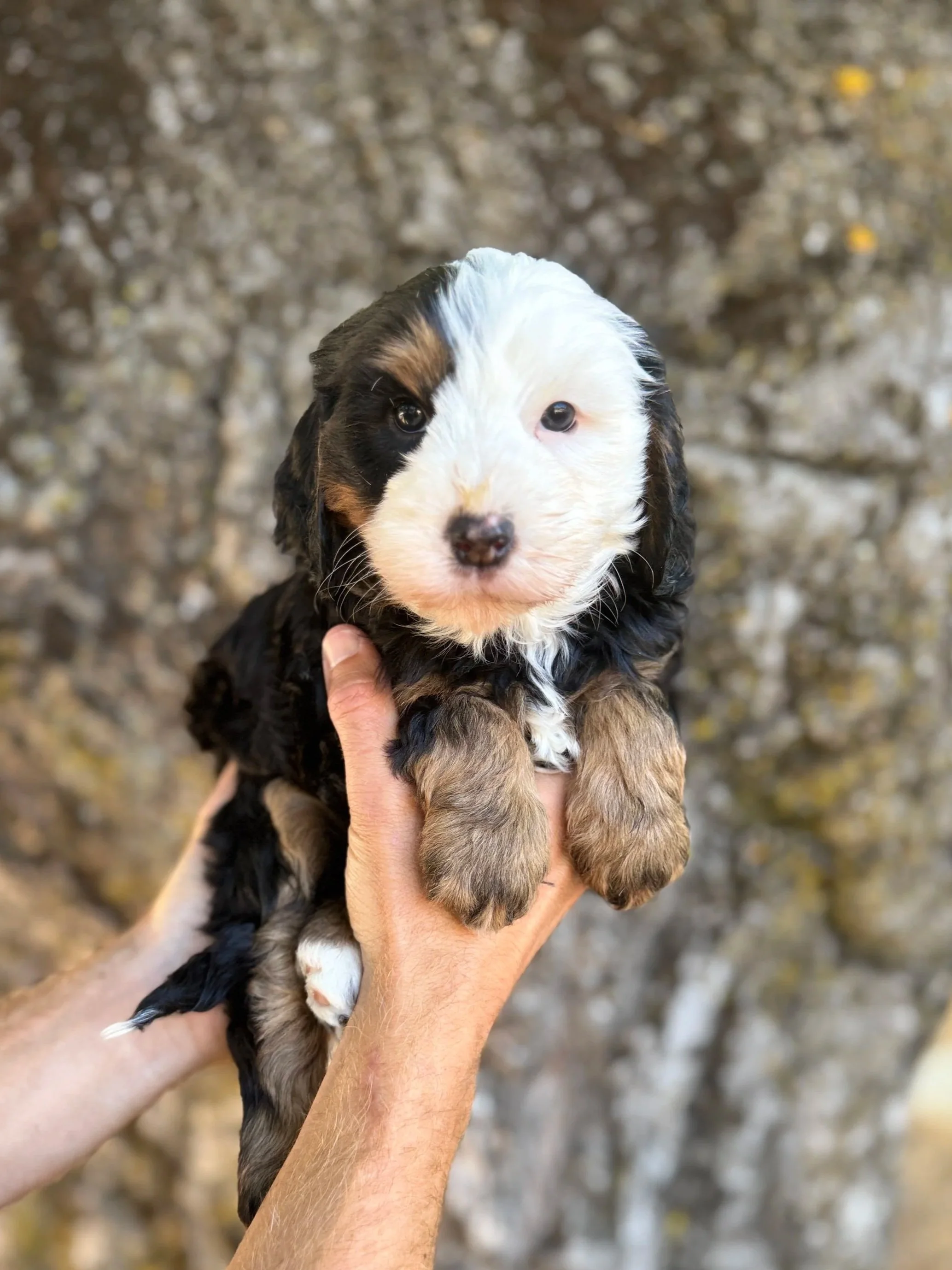 Silver Collar Female