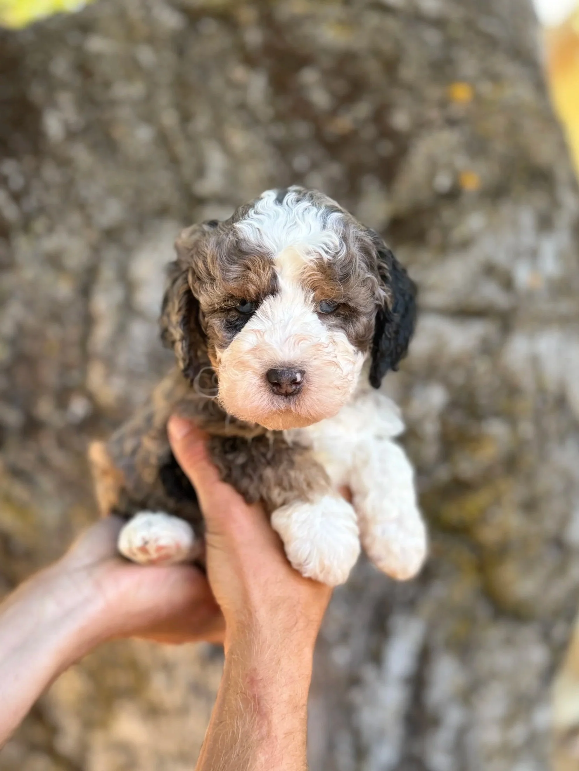 Red Collar Male