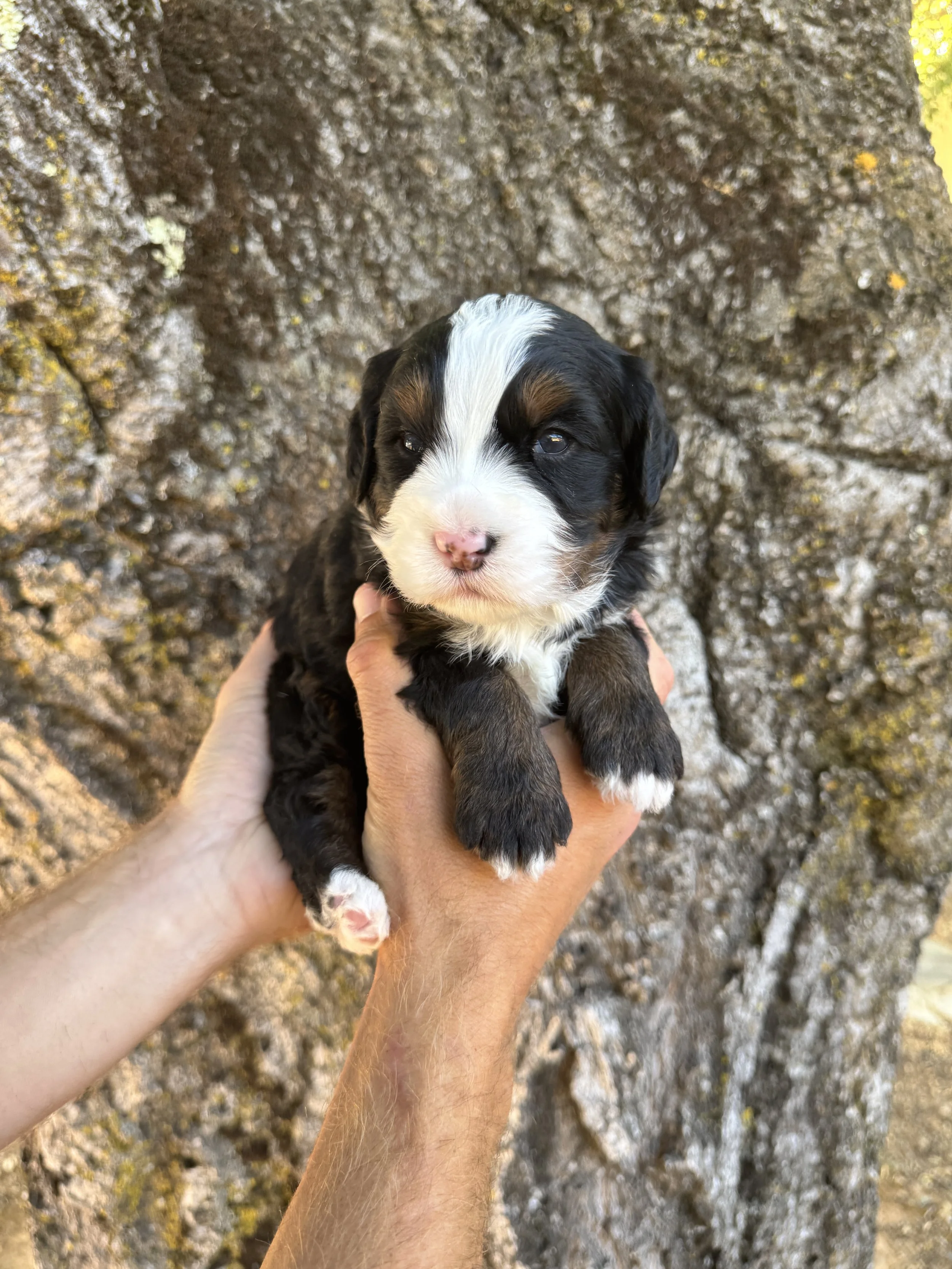 Purple Collar Female