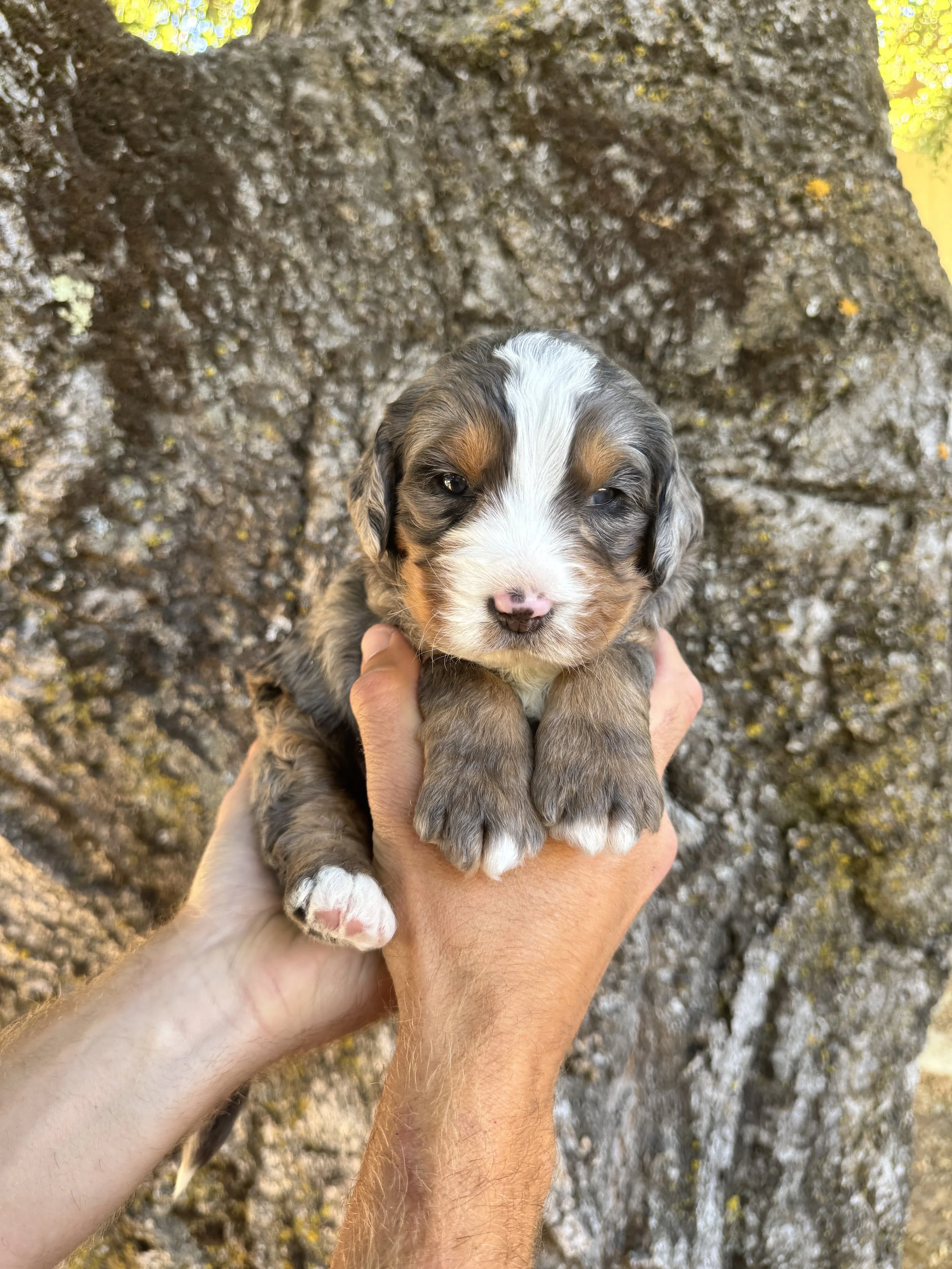 Pink Collar Female