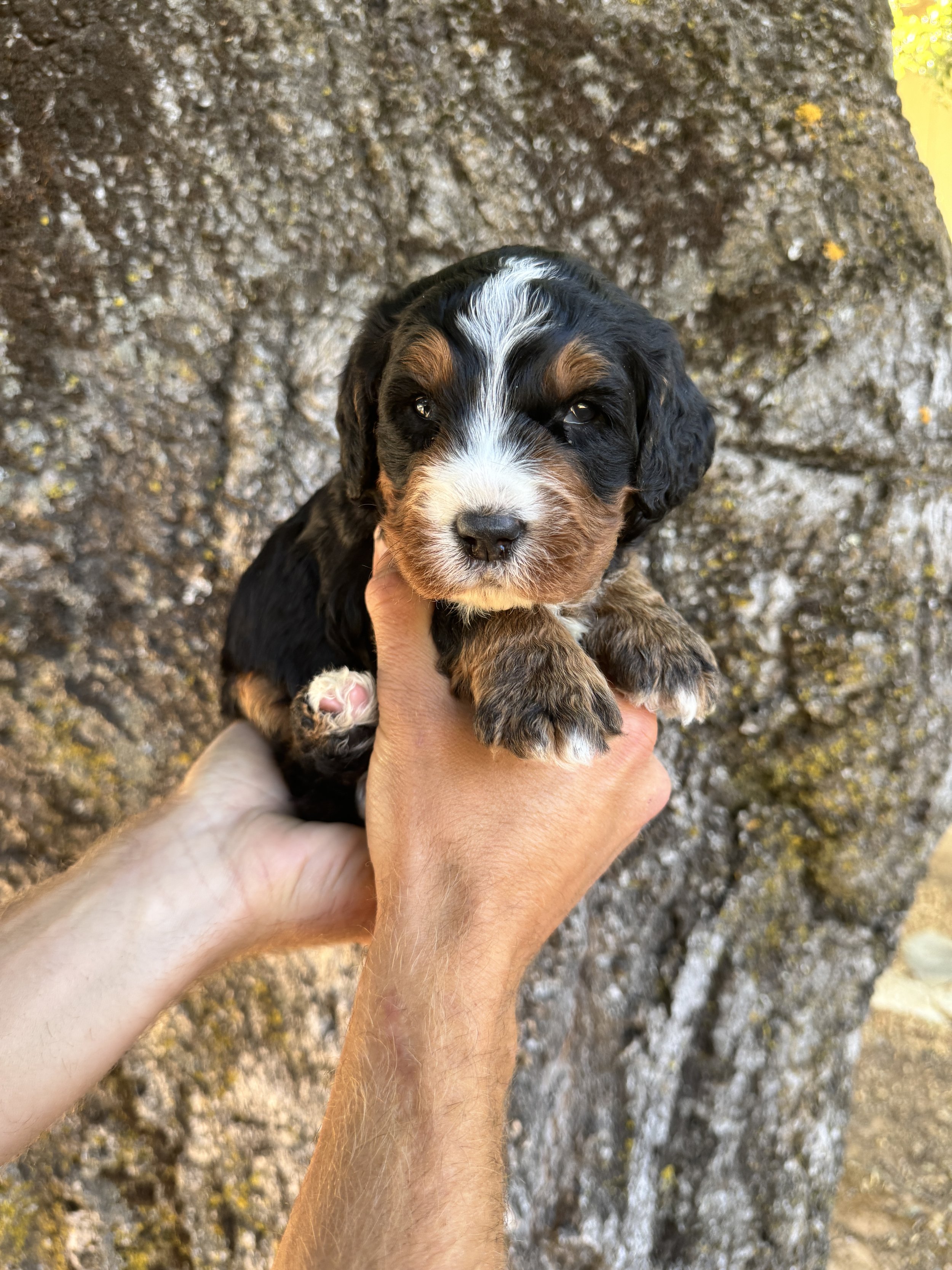 Gold Collar Male