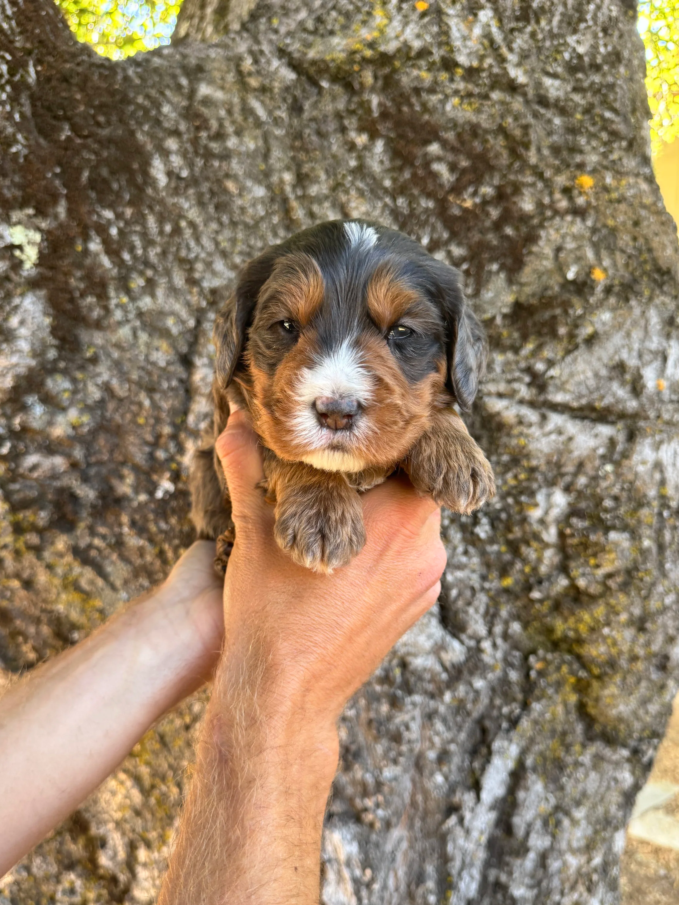 Green Collar Male