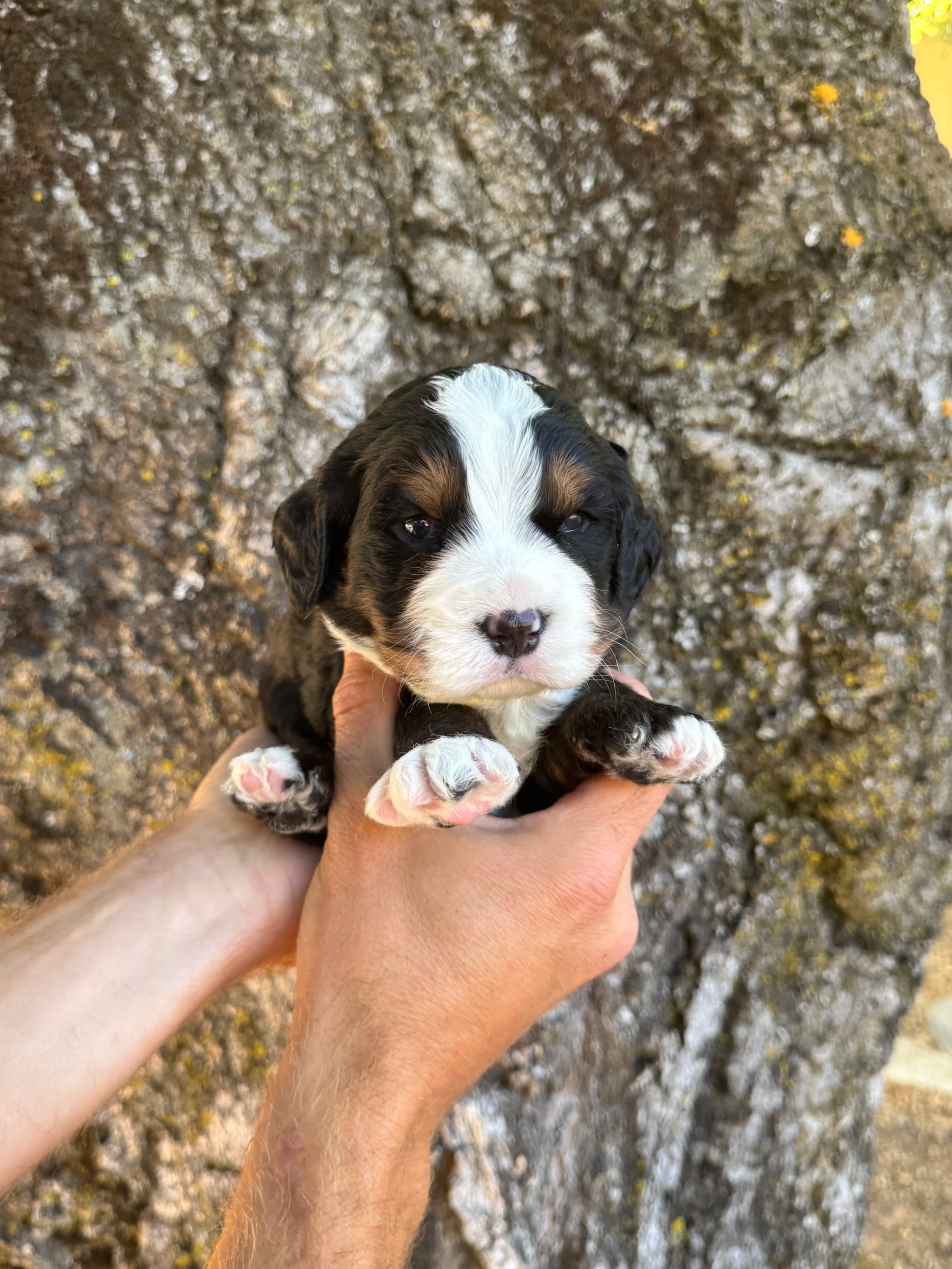 Red Collar Male