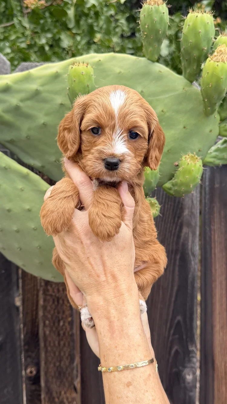 Pink Collar Female
