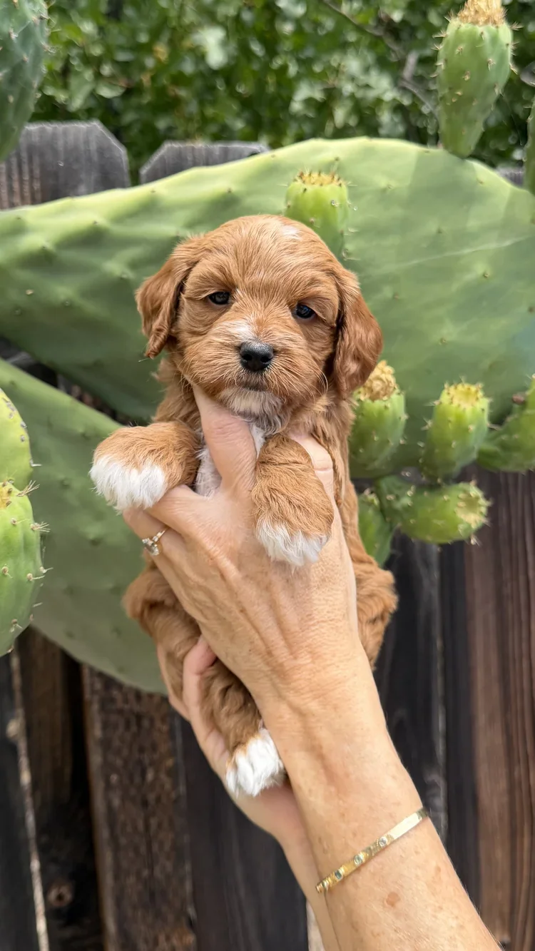 Green Collar Male