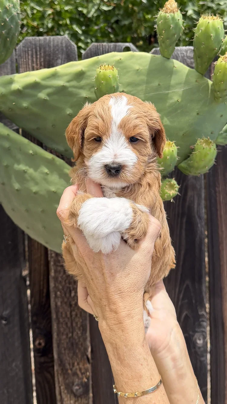Orange Collar Male