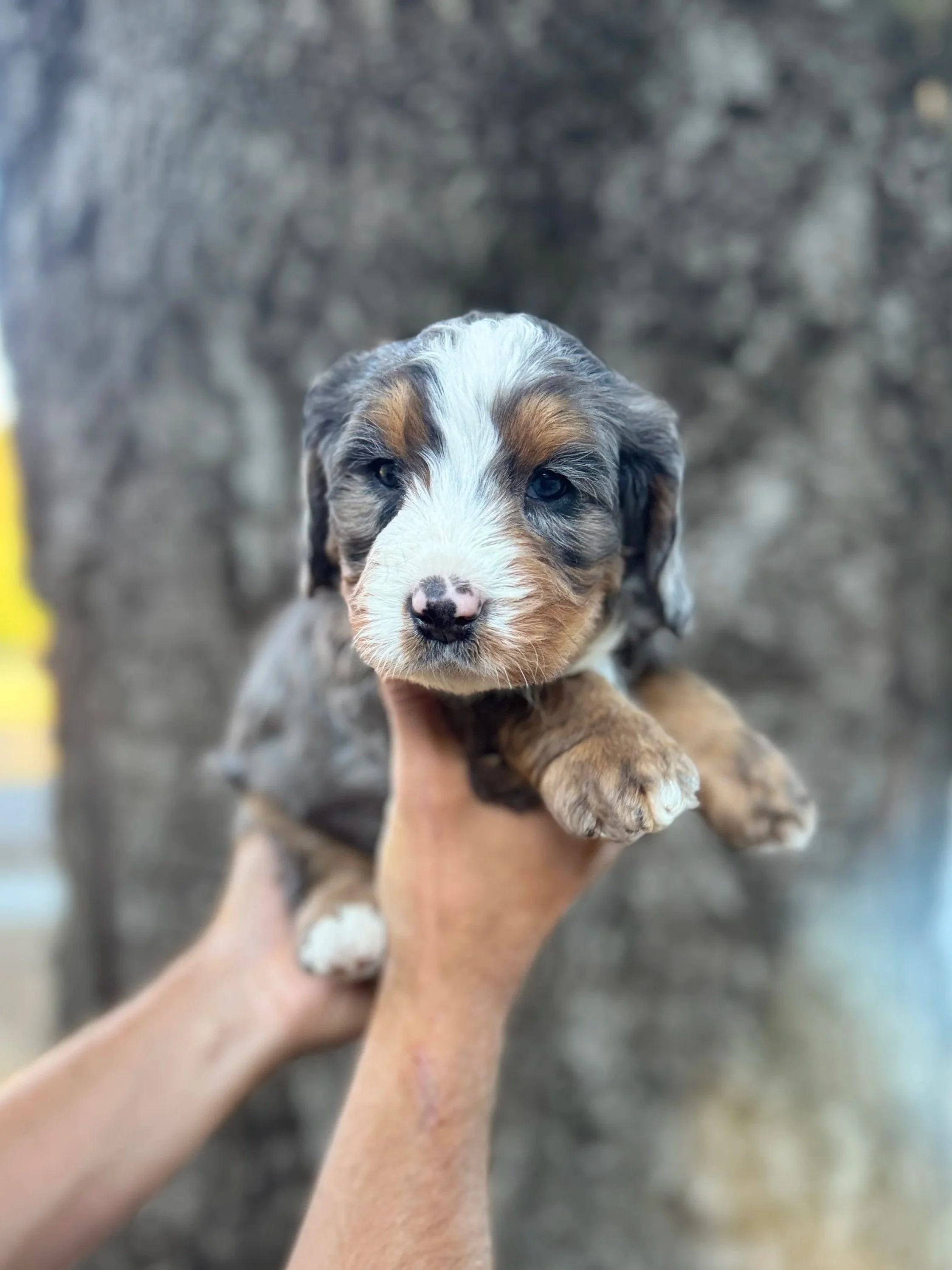 Pink Collar Female