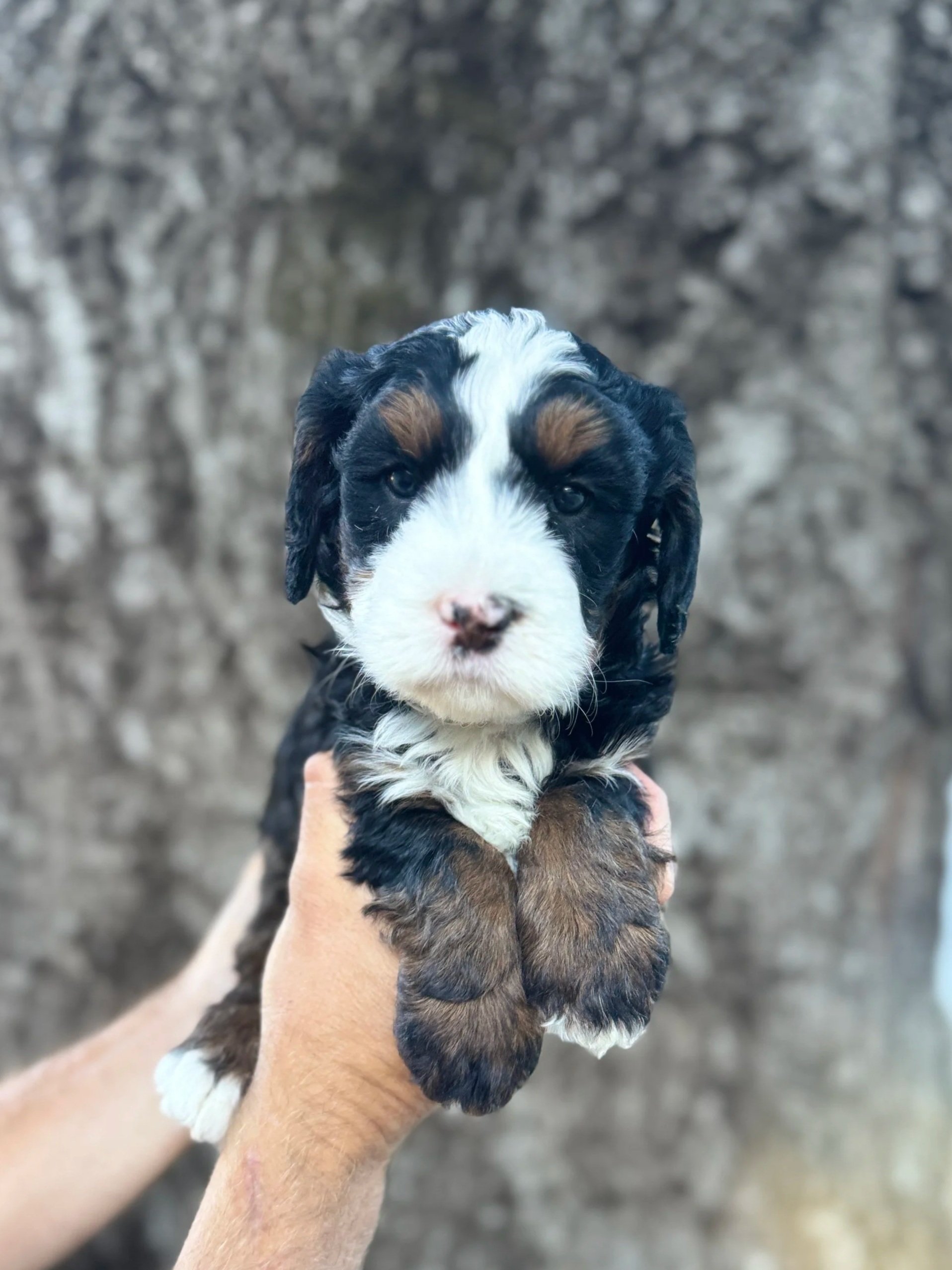 Purple Collar Female
