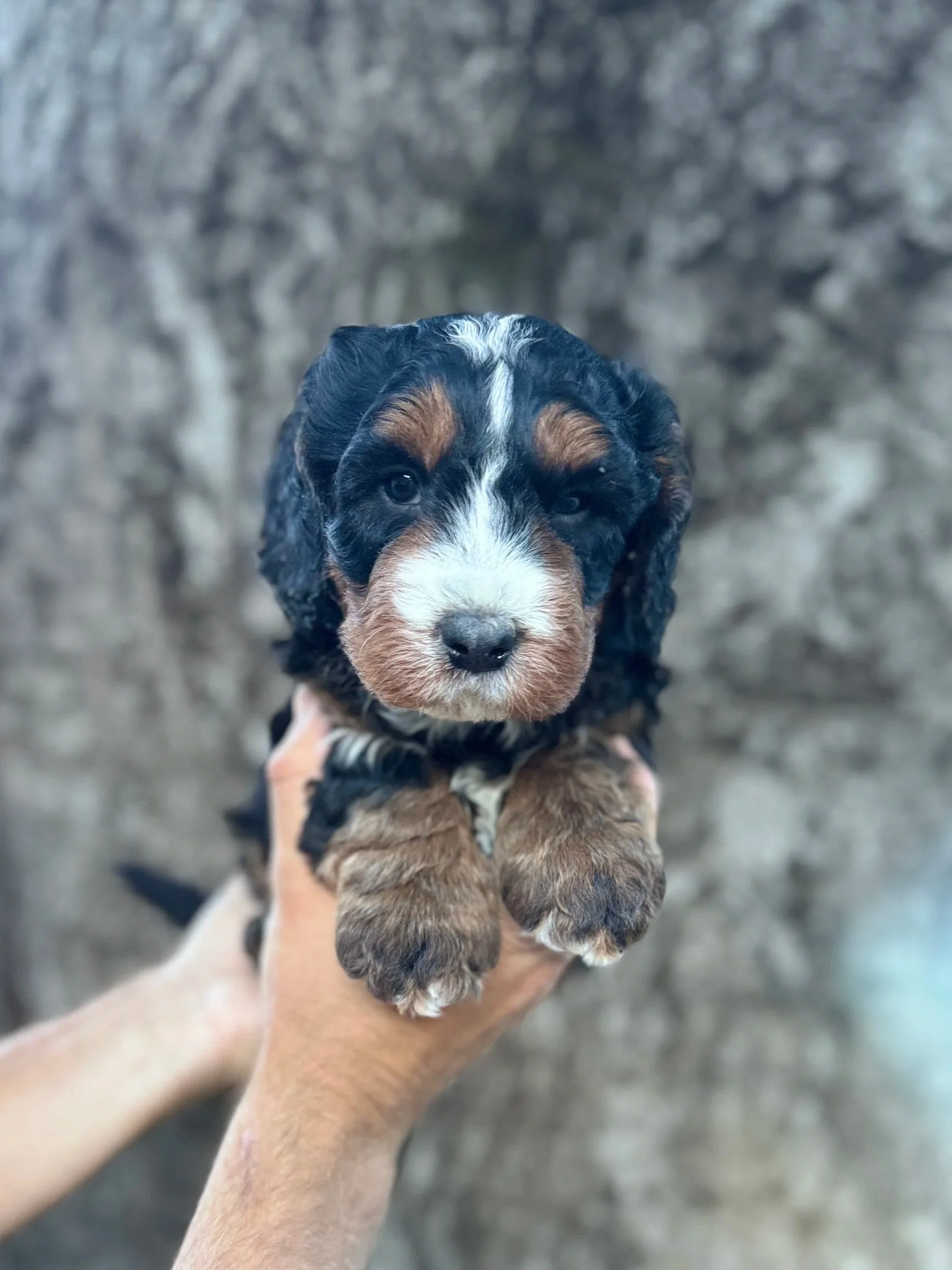 Gold Collar Male