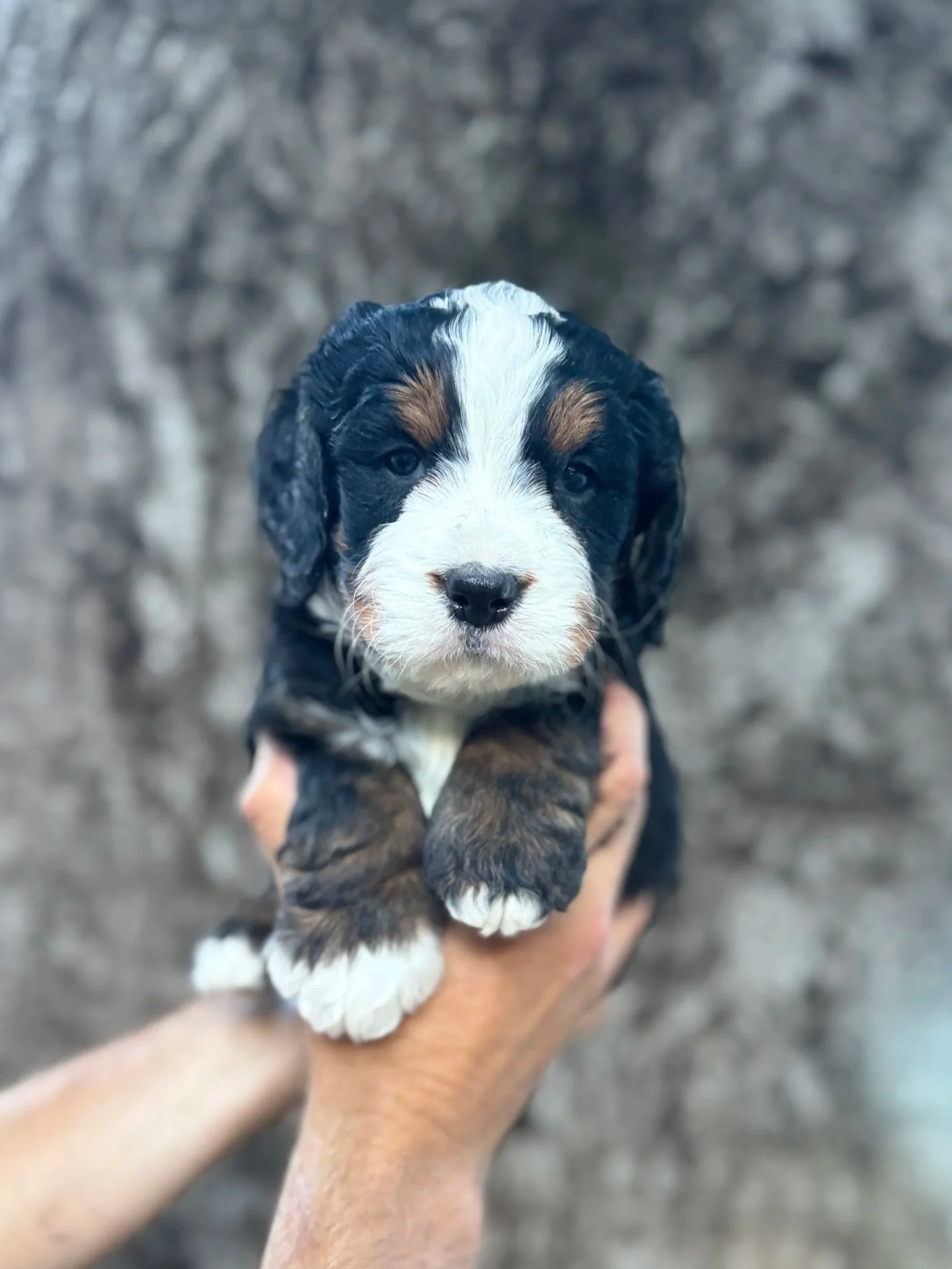 Red Collar Male