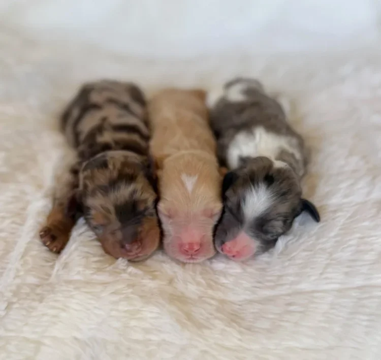 Males