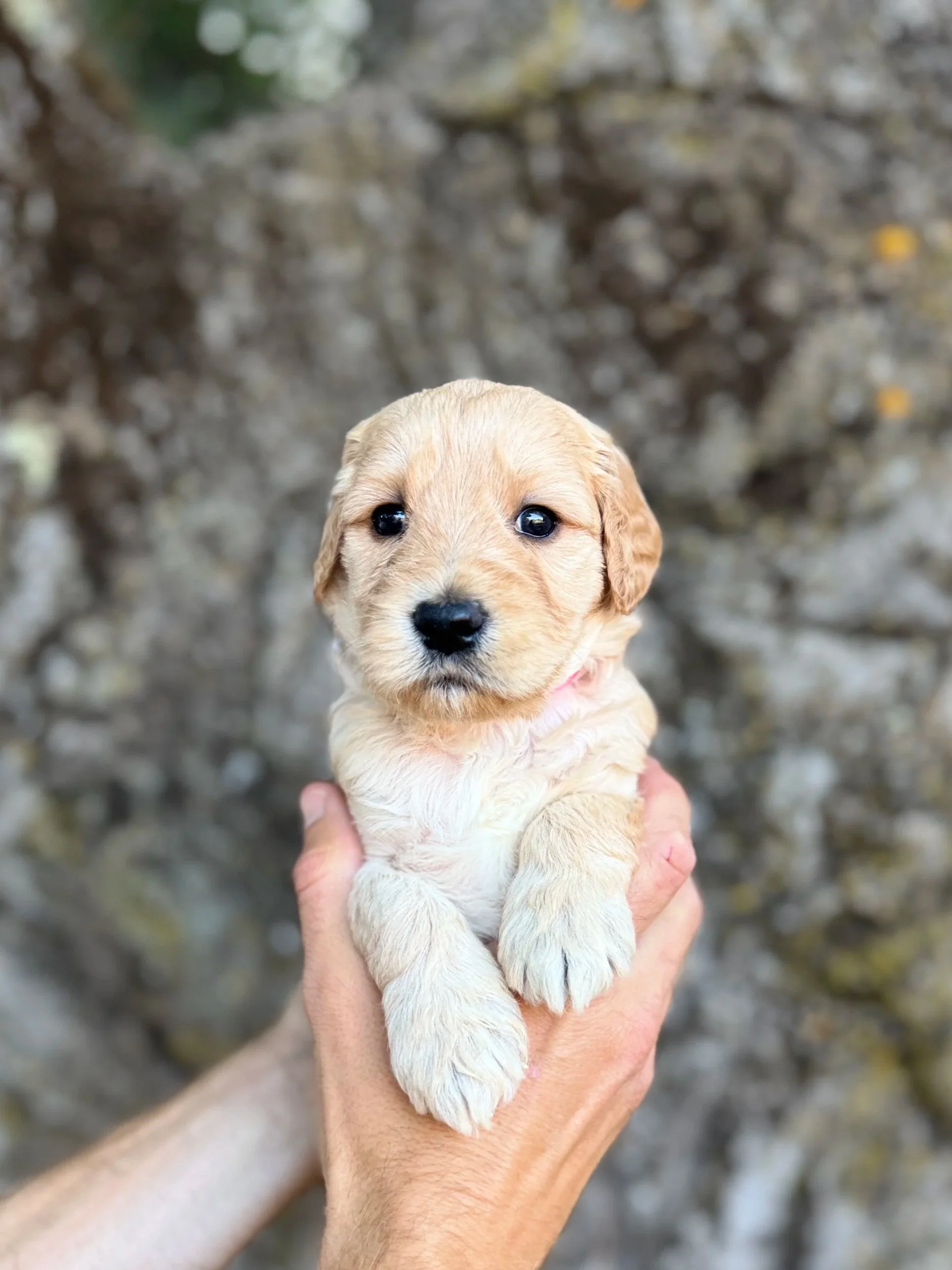 Pink Collar Female