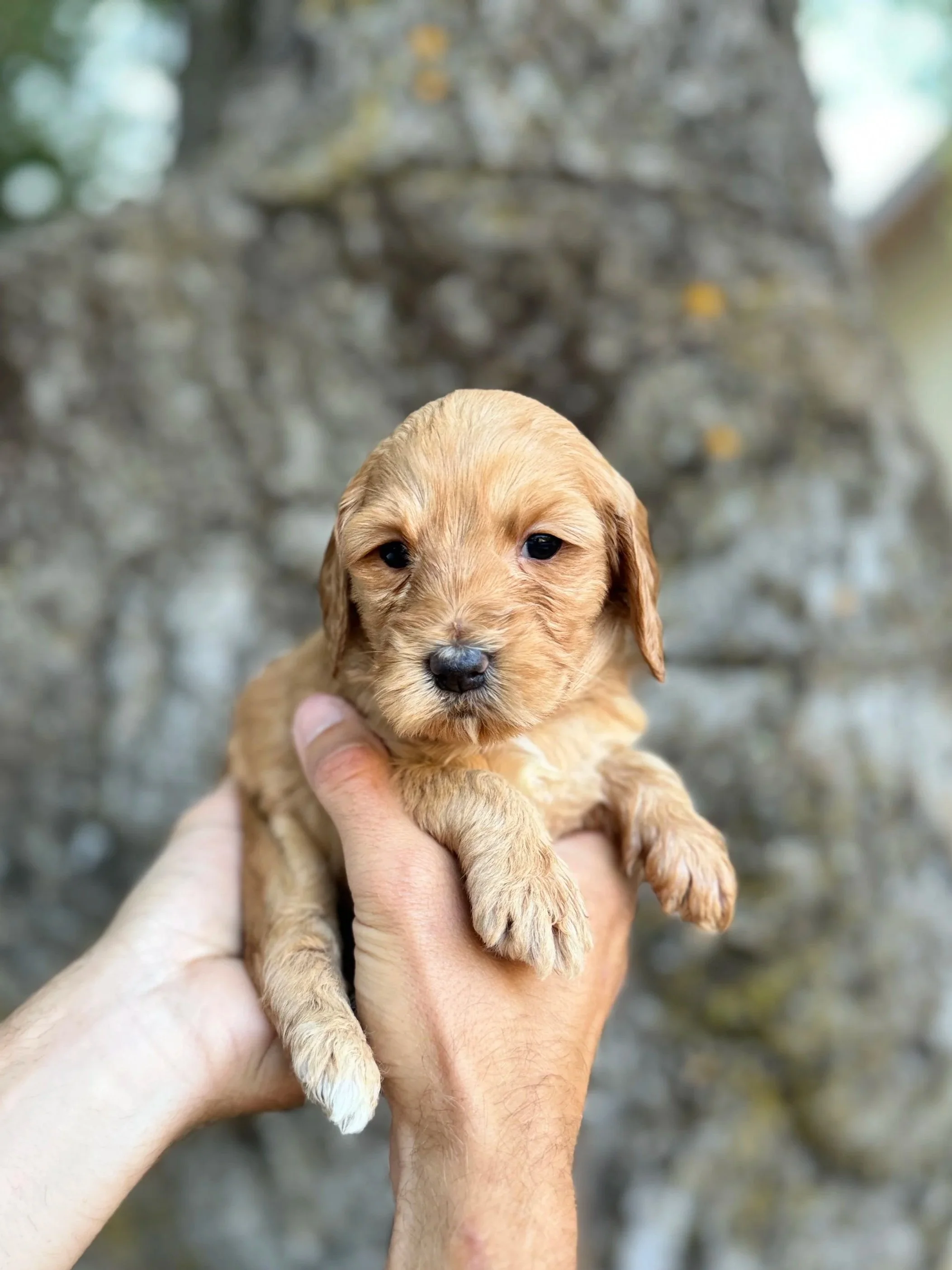 Purple Collar Female