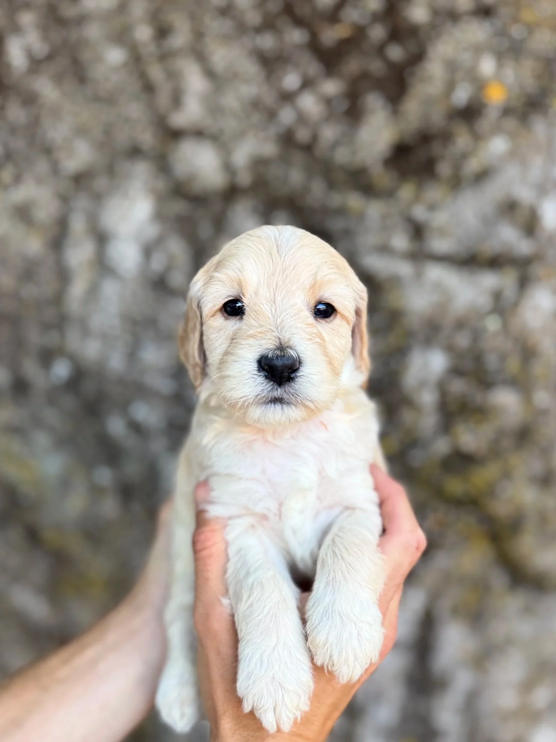 Yellow Collar Female