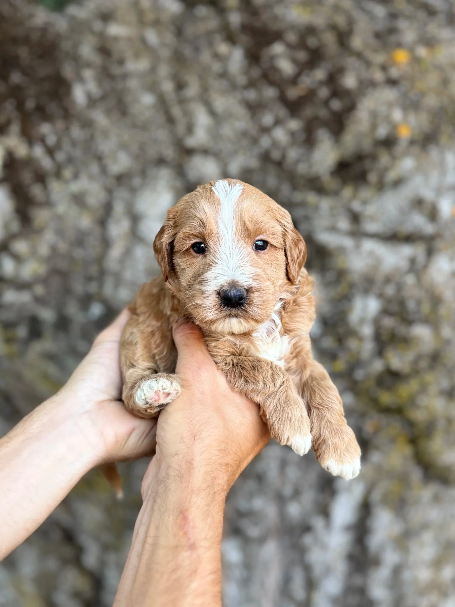 Gold Collar Male