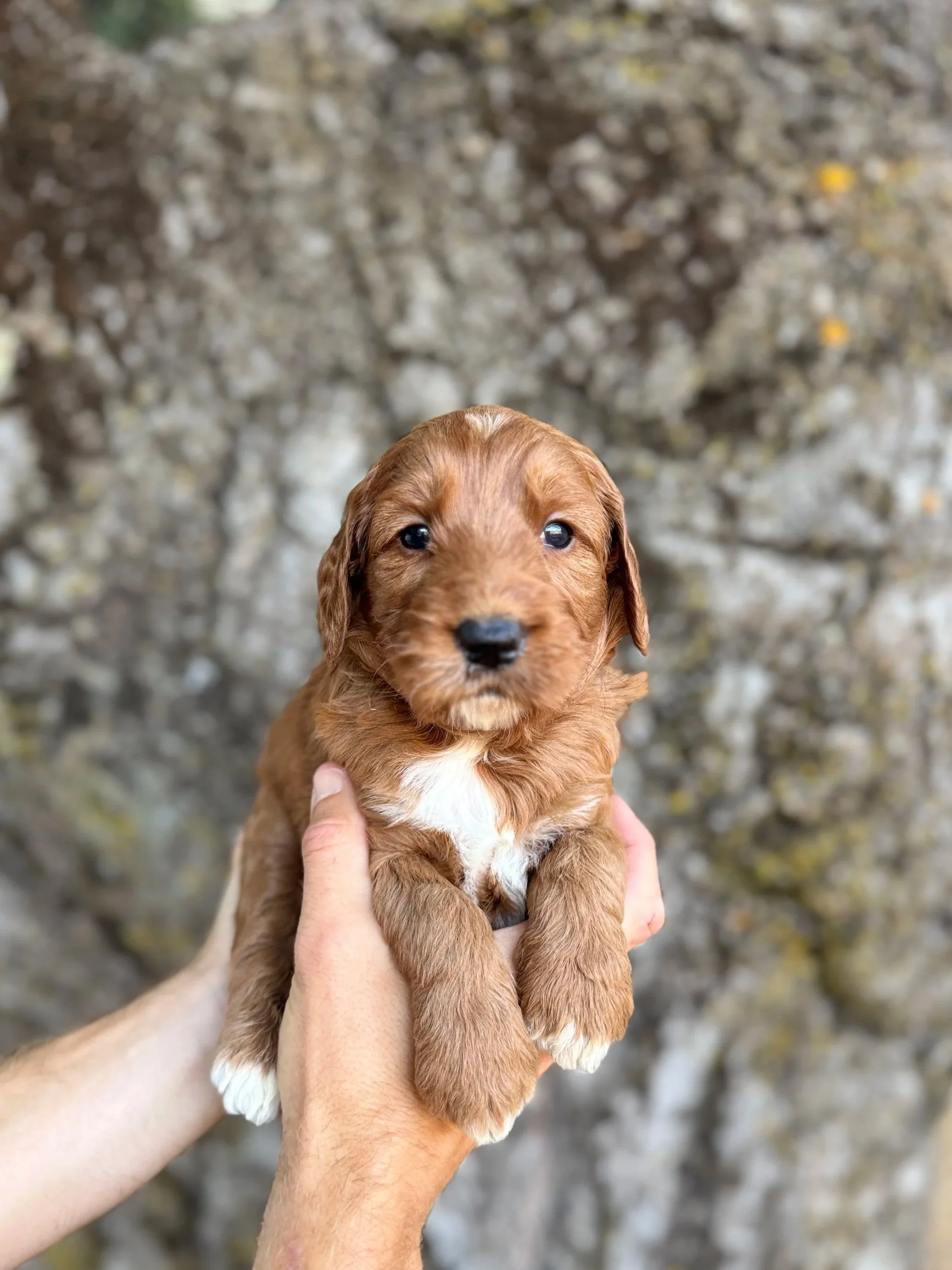 Black Collar Male