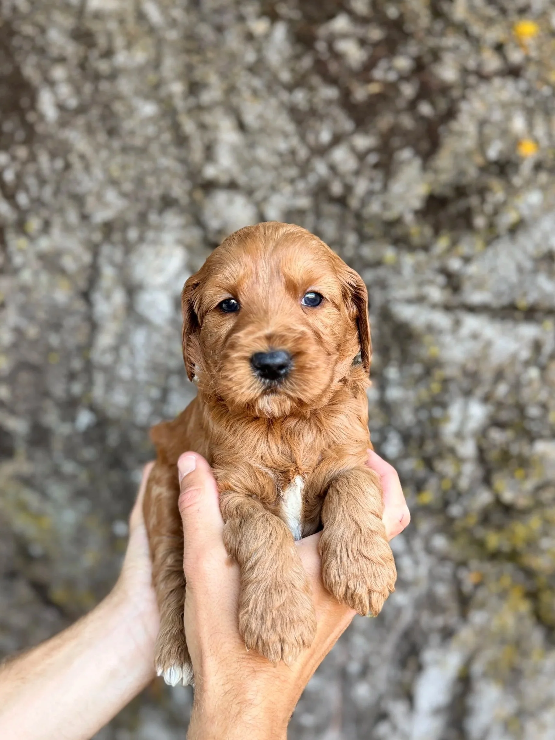 Green Collar Male
