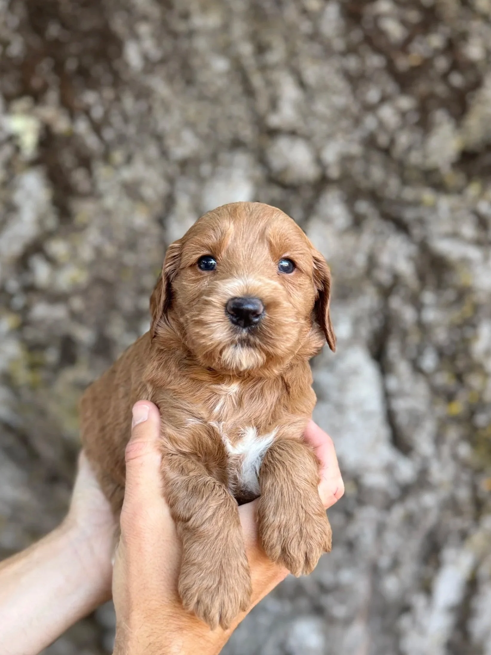 Red Collar Male