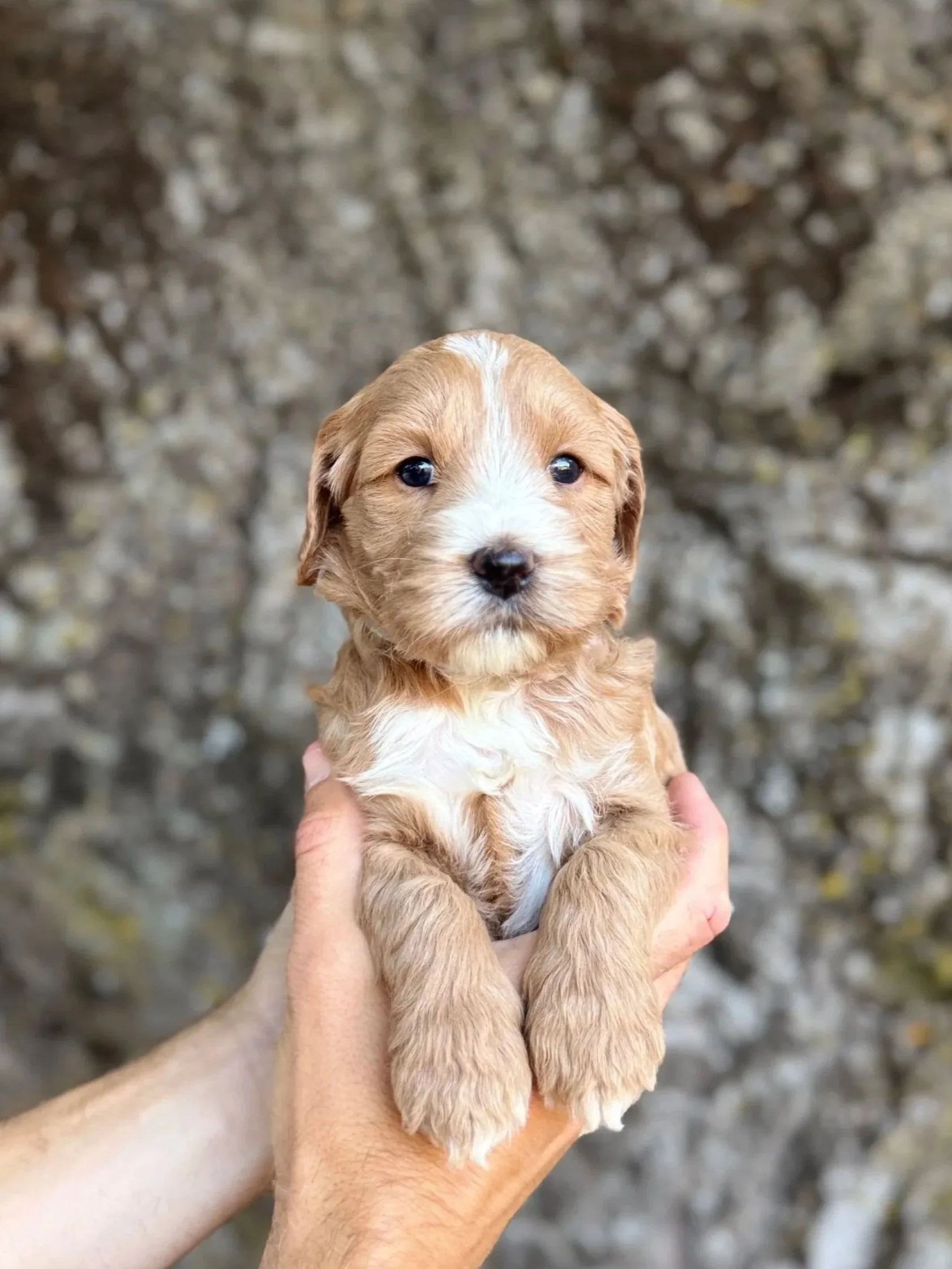Silver Collar Female