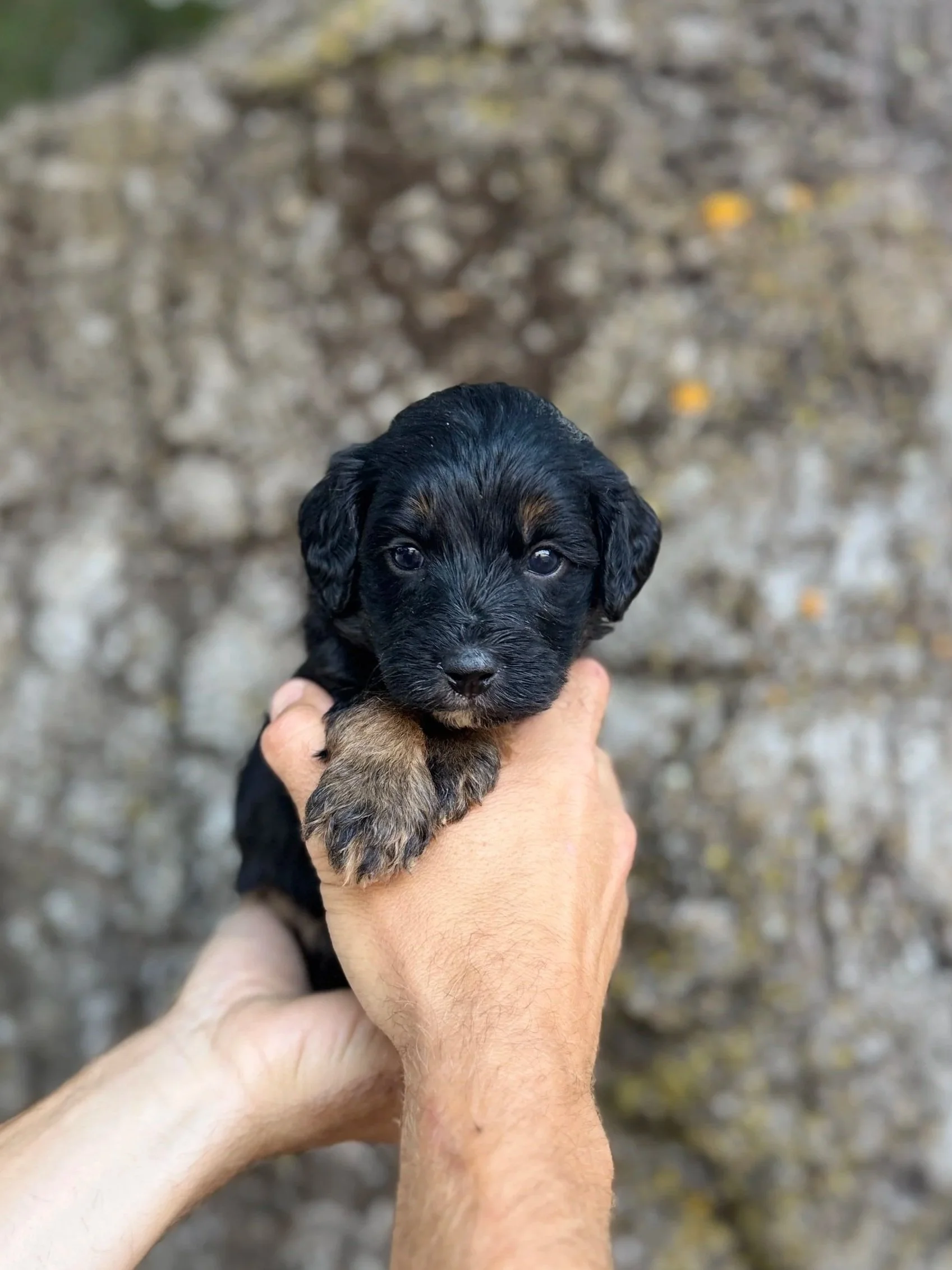 Silver Collar Female