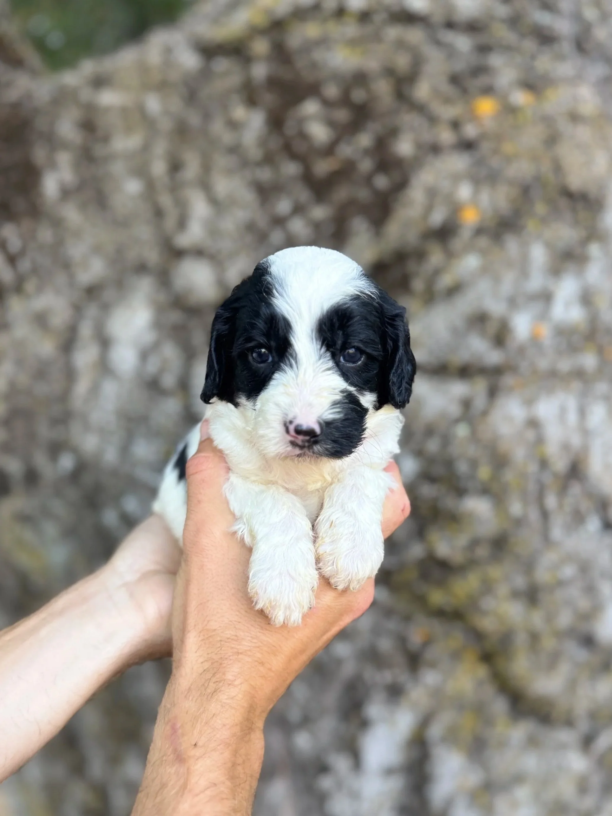 Red Collar male